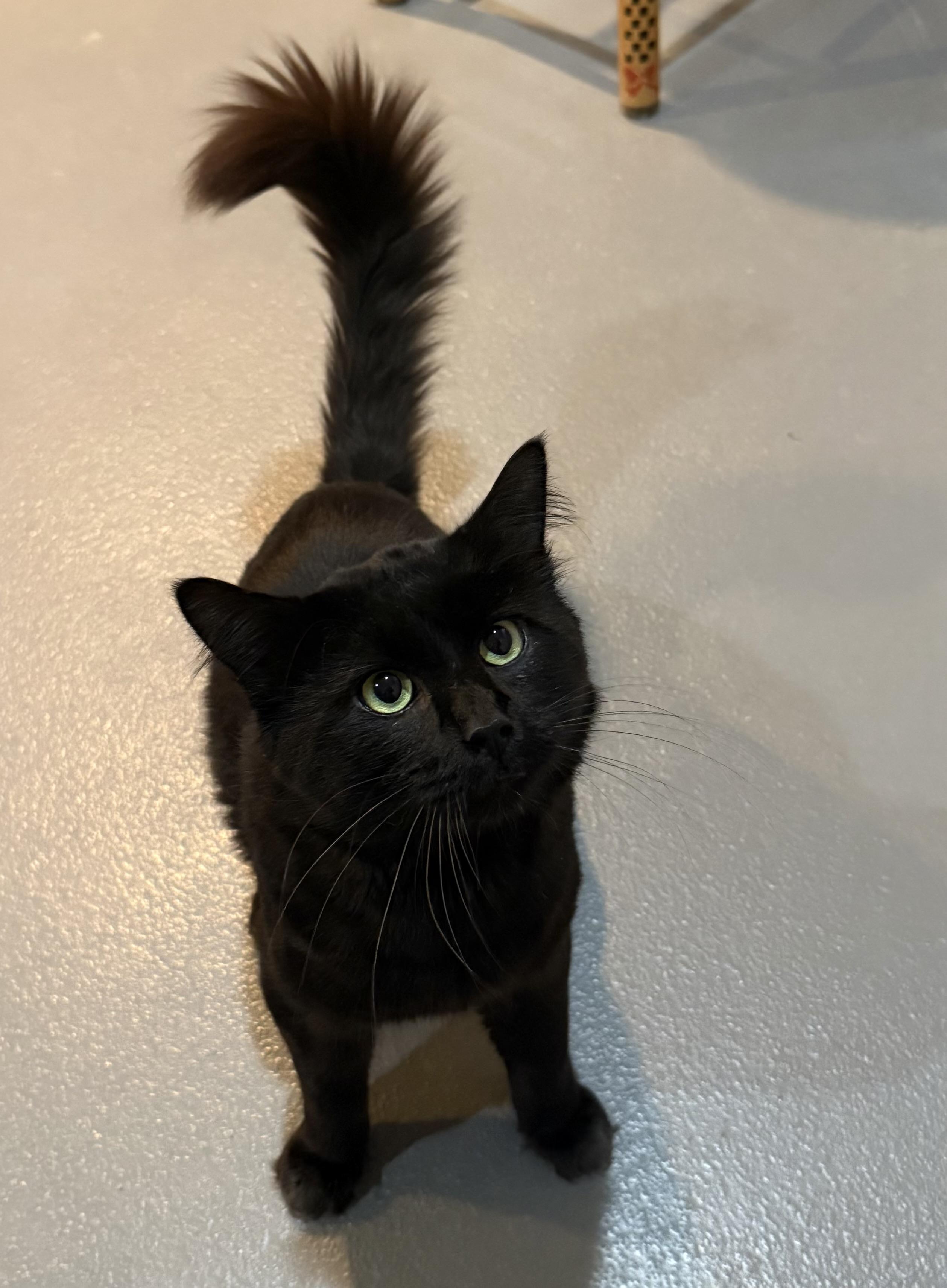 Enlarge Bagheera, a Adoptable Domestic Medium Hair in Ridgefield, CT image 2/5