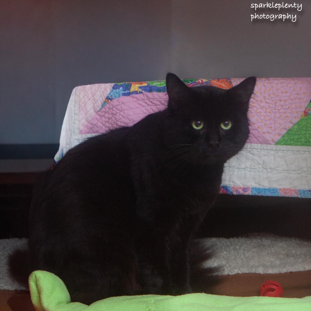 Enlarge Bagheera, a Adoptable Domestic Medium Hair in Ridgefield, CT image 1/5