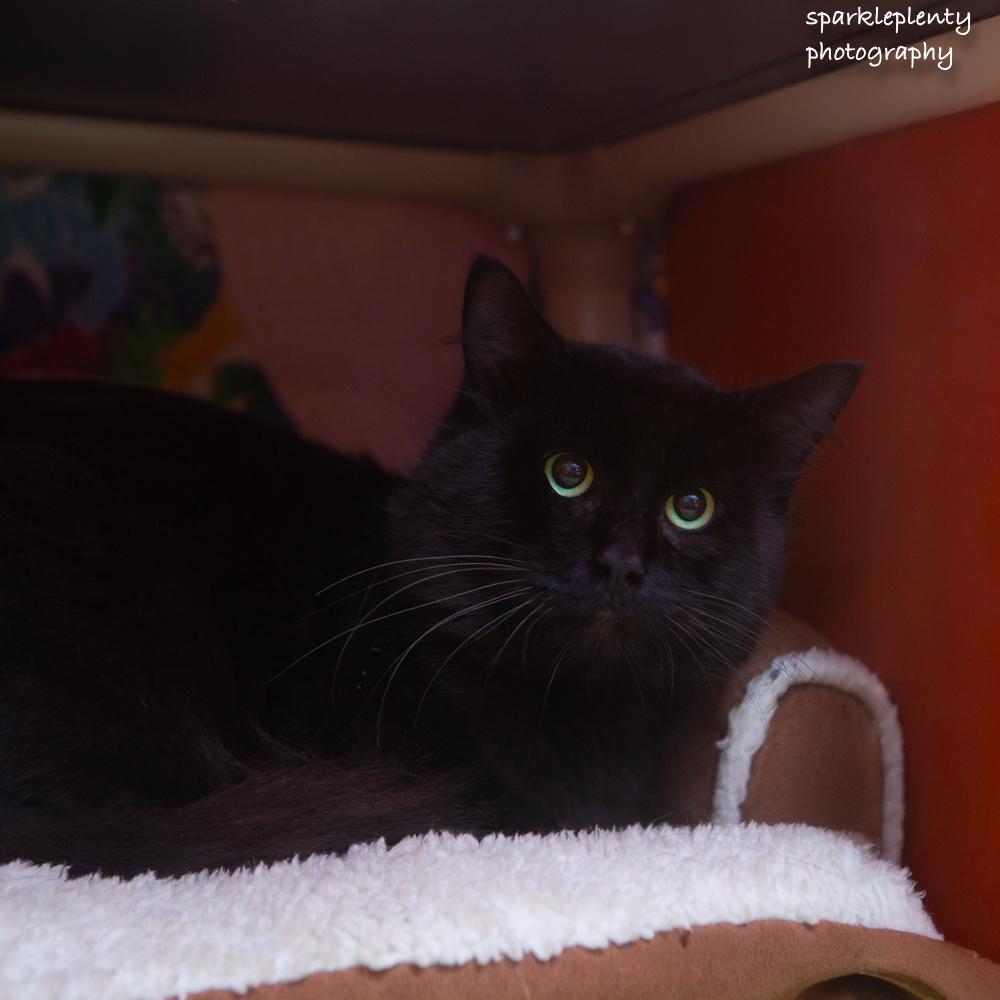 Enlarge Bagheera, a Adoptable Domestic Medium Hair in Ridgefield, CT image 3/5