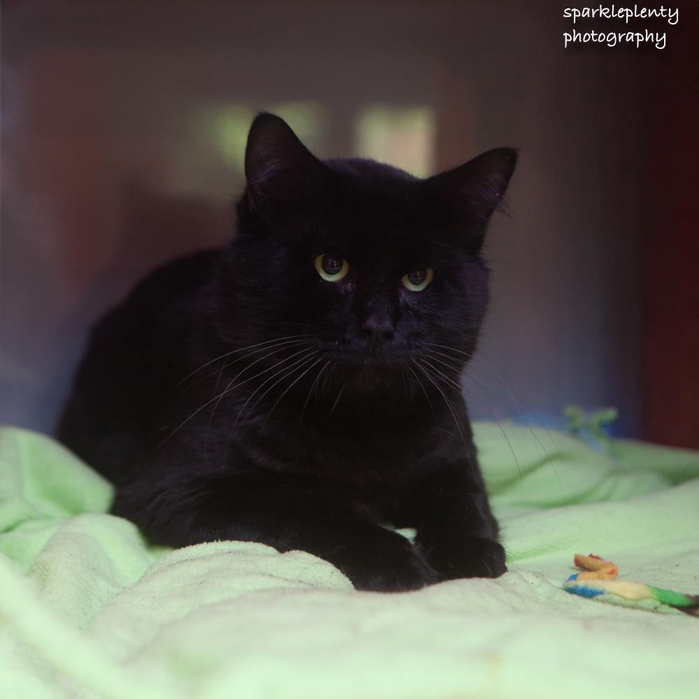 Enlarge Bagheera, a Adoptable Domestic Medium Hair in Ridgefield, CT image 2/5