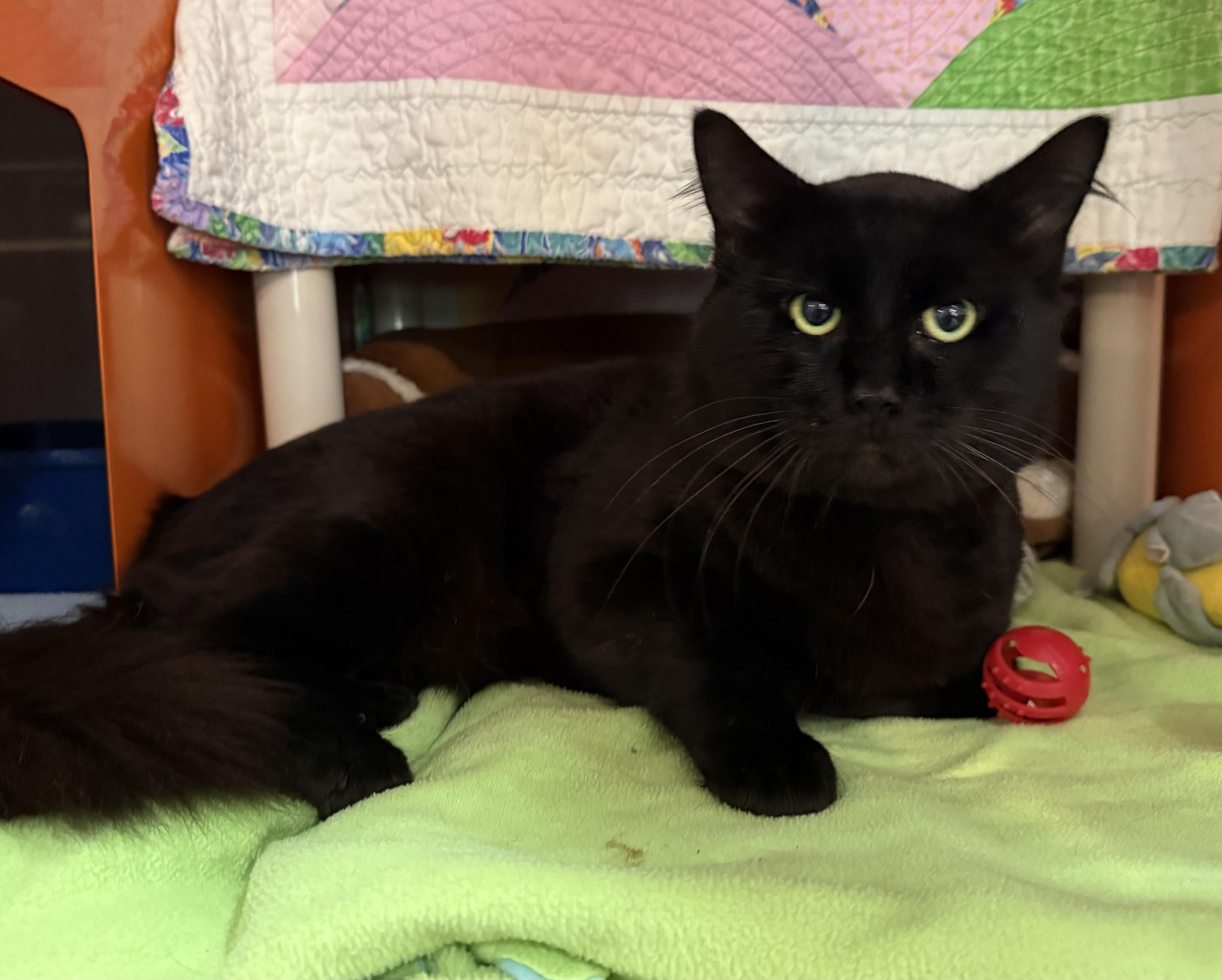 Enlarge Bagheera, a Adoptable Domestic Medium Hair in Ridgefield, CT image 4/5
