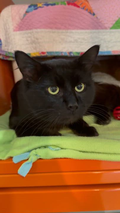 Enlarge Bagheera, a Adoptable Domestic Medium Hair in Ridgefield, CT video 5/5