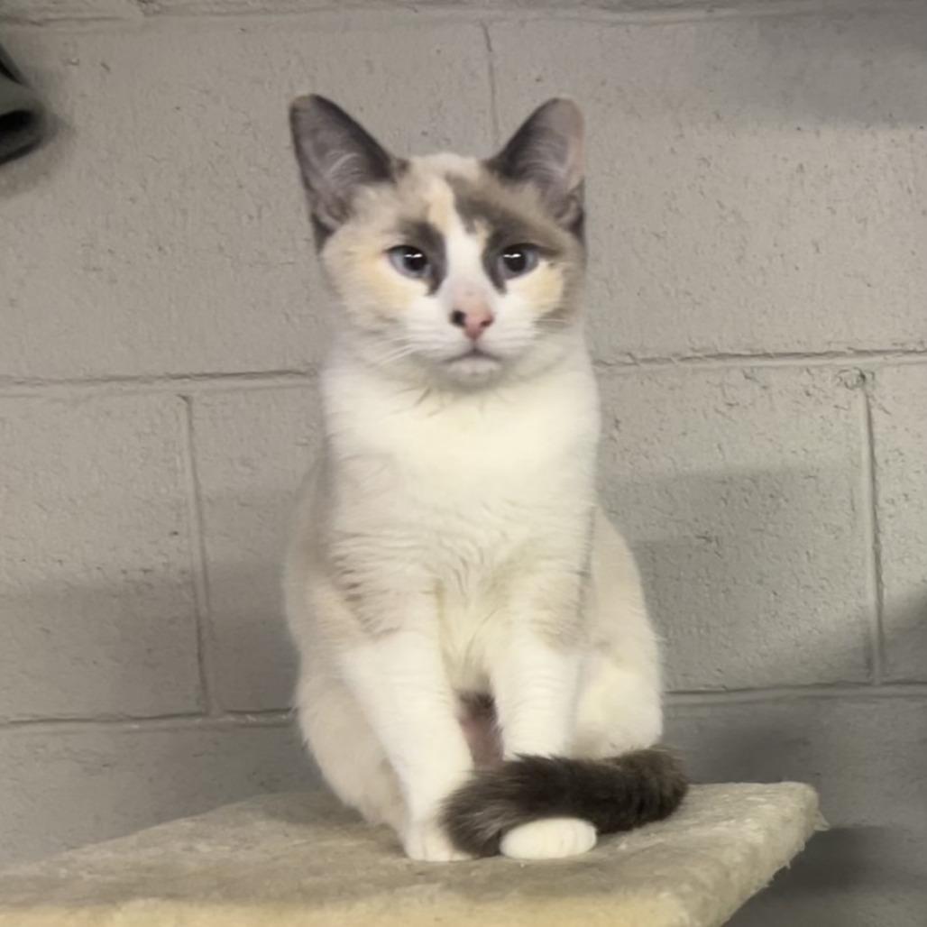 Enlarge Darling, a Adoptable Domestic Short Hair in Pittsburgh, PA image 1/3