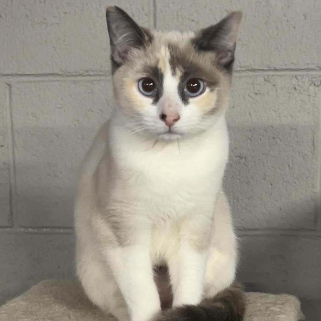 Enlarge Darling, a Adoptable Domestic Short Hair in Pittsburgh, PA image 2/3