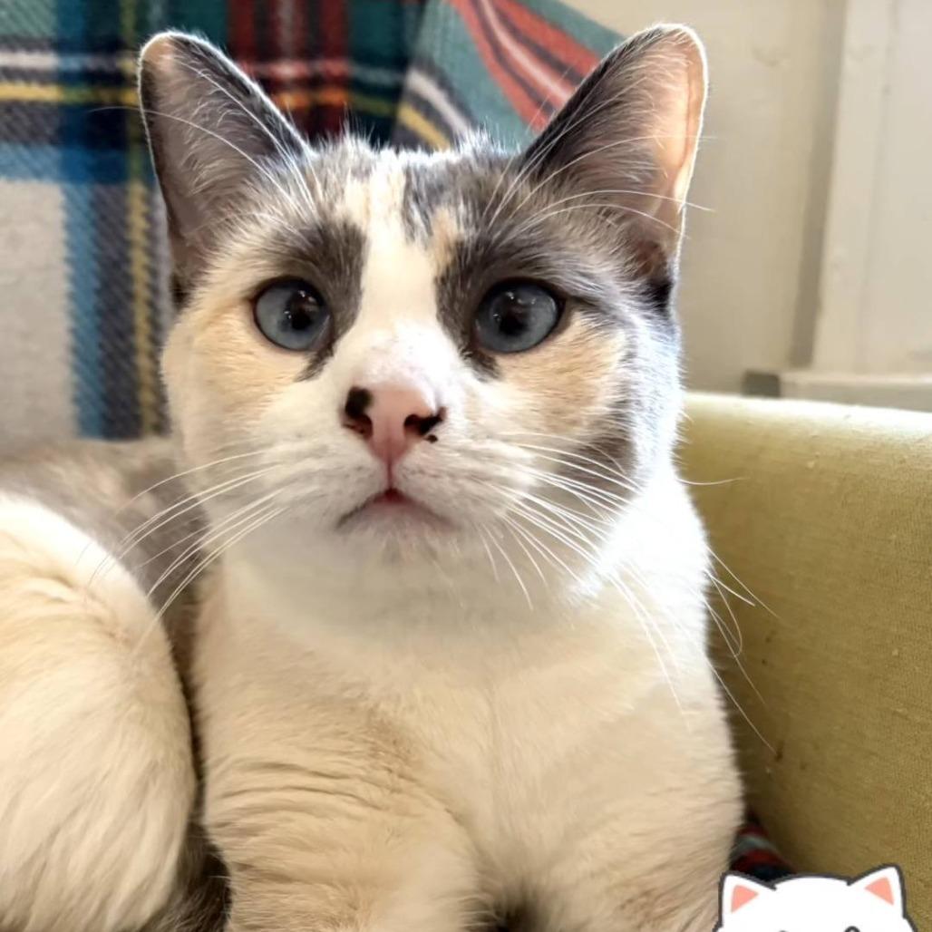 Enlarge Darling, a Adoptable Domestic Short Hair in Pittsburgh, PA image 3/4