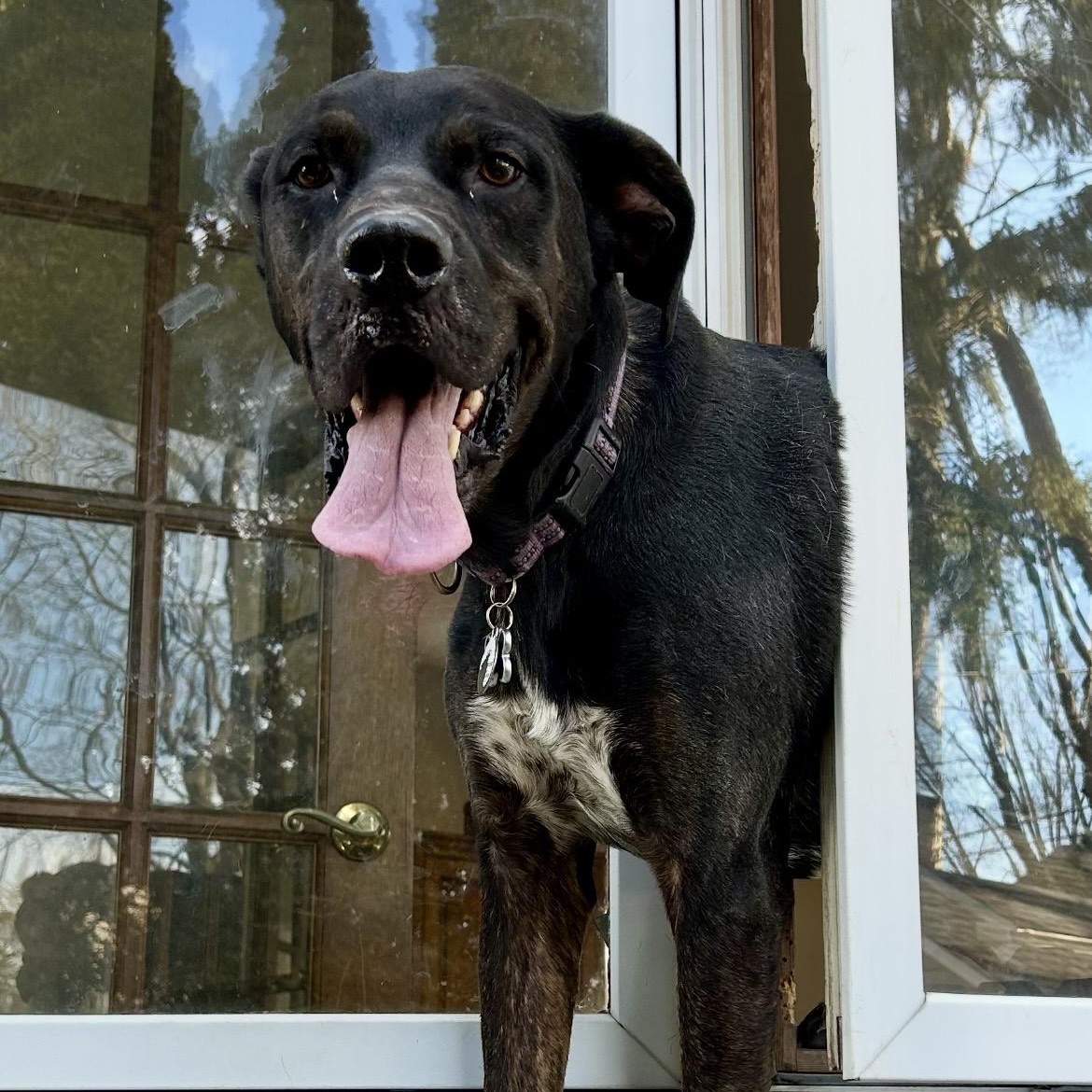 LEO , a ADOPTABLE mixed breed in Media, PA image 1/6