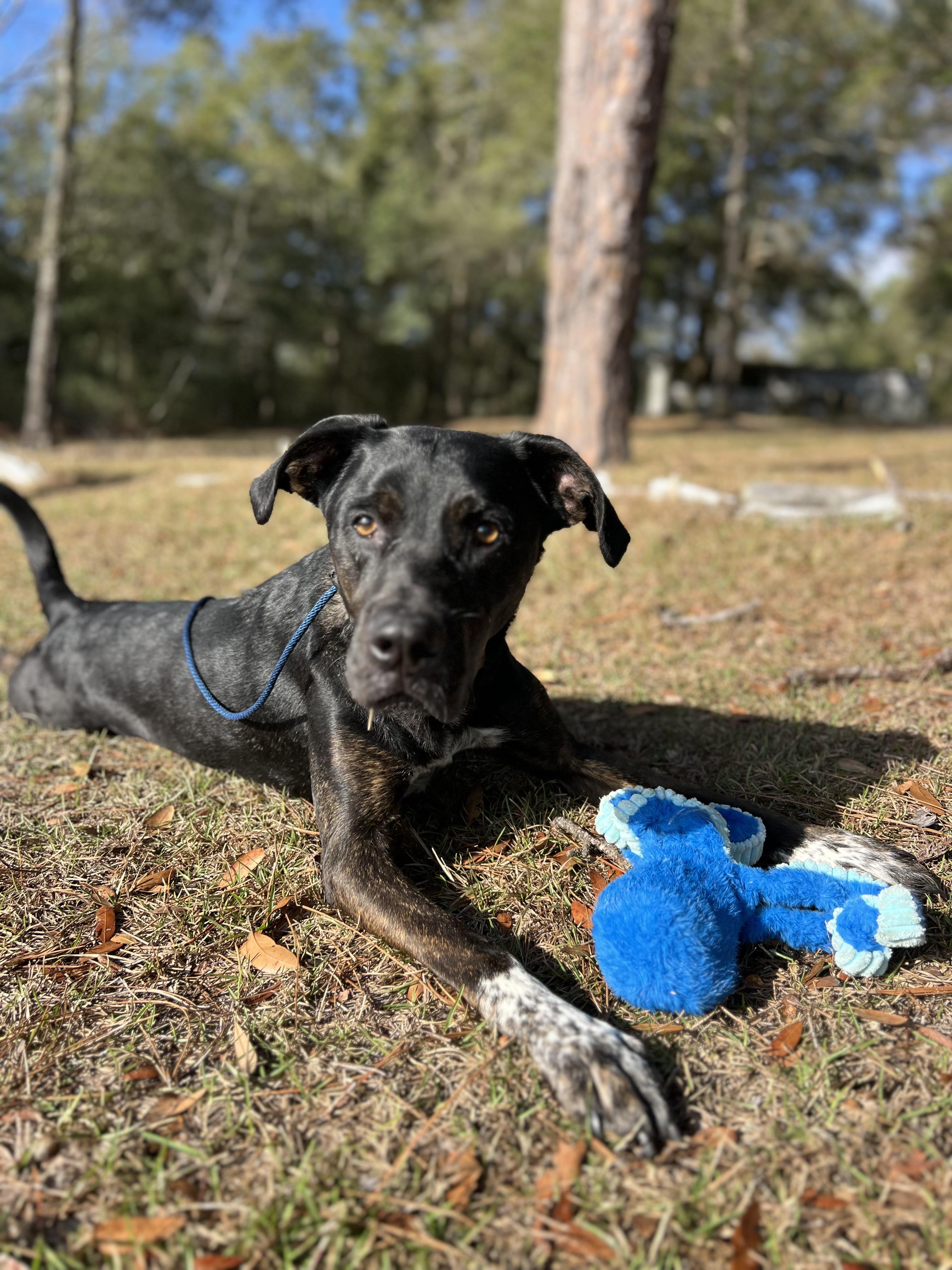 Enlarge LEO , a ADOPTABLE mixed breed in Media, PA image 2/6