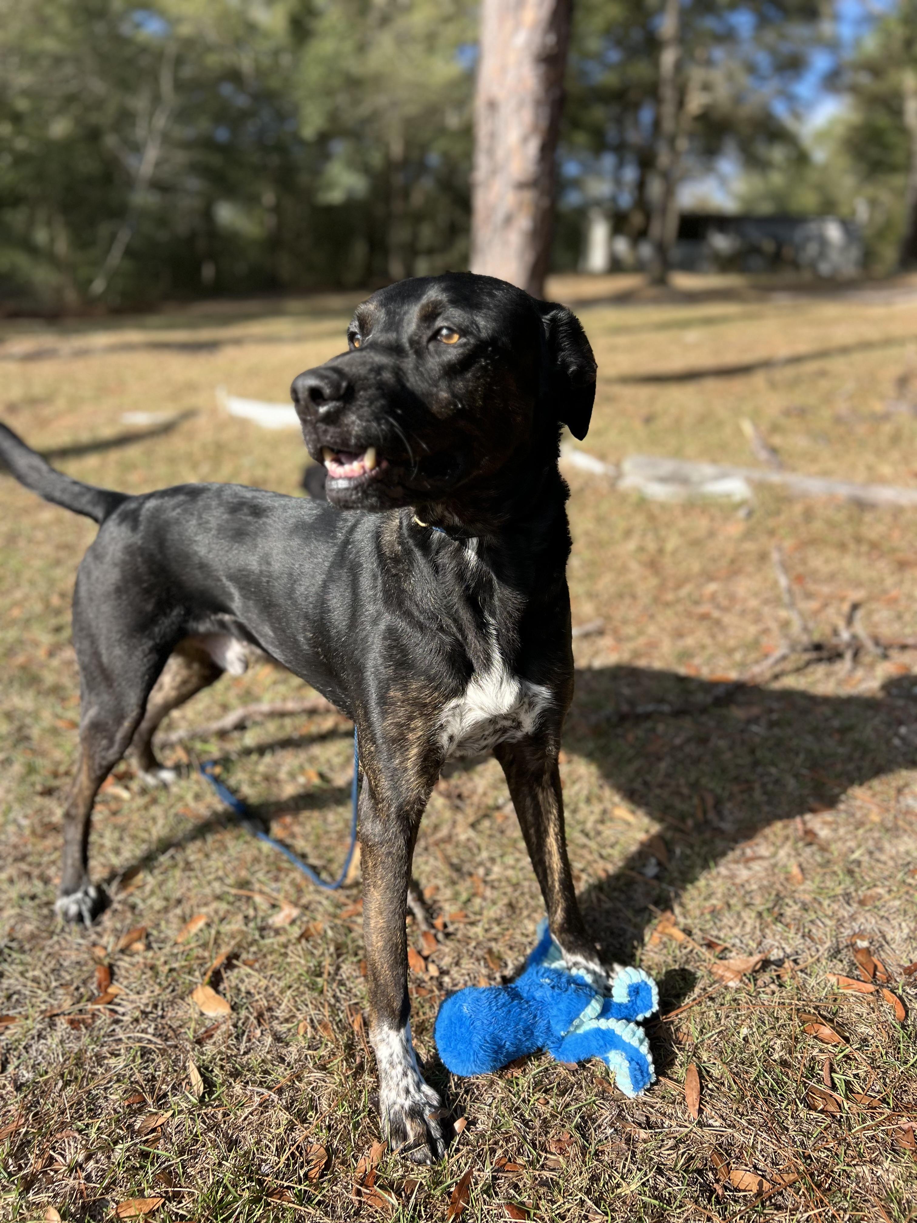 Enlarge LEO , a ADOPTABLE mixed breed in Media, PA image 3/6