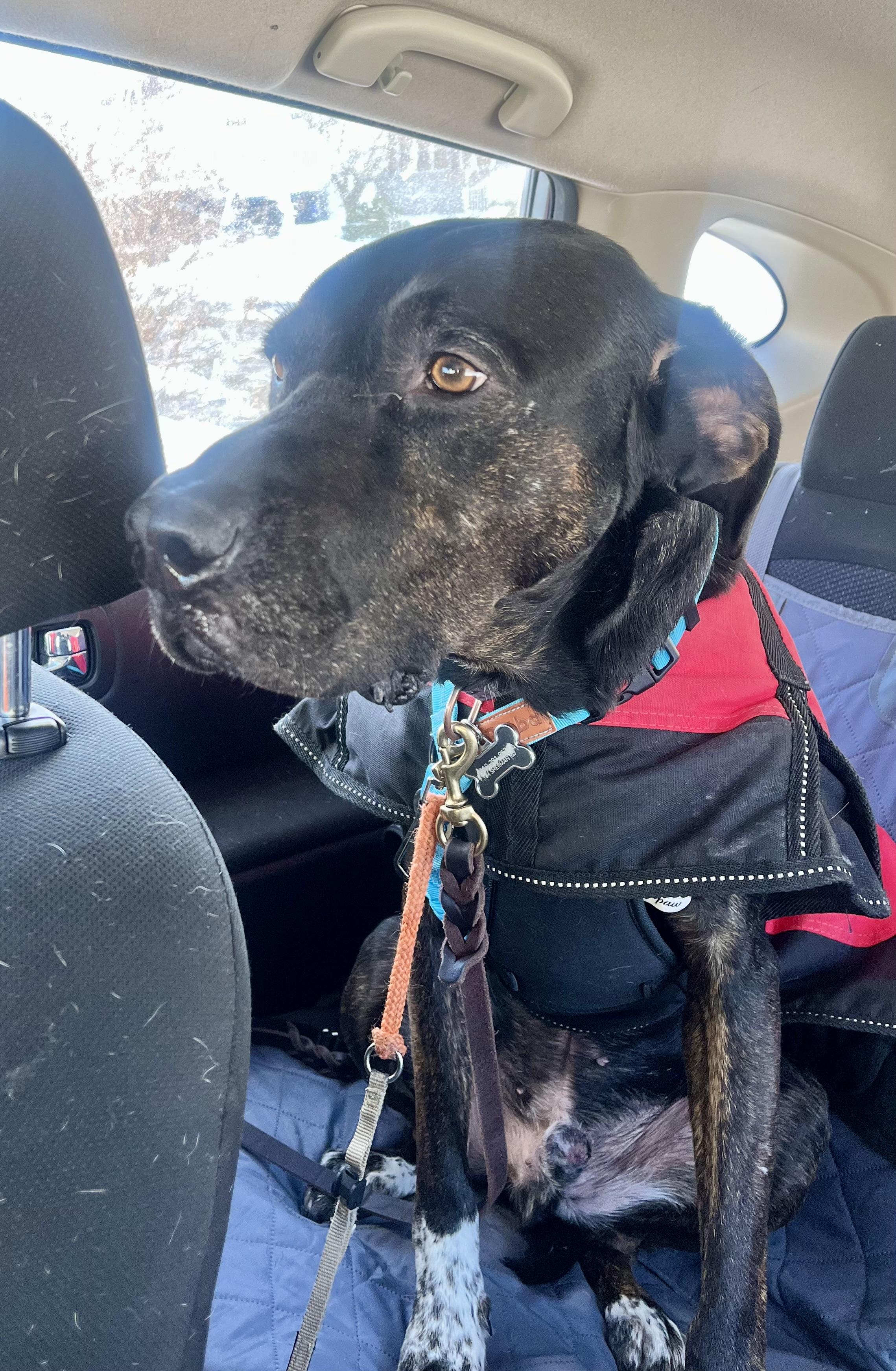 Enlarge LEO , a ADOPTABLE mixed breed in Media, PA image 4/6