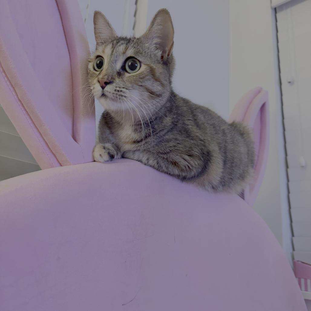 Scylla, Adoptable, Adult Female Domestic Short Hair.