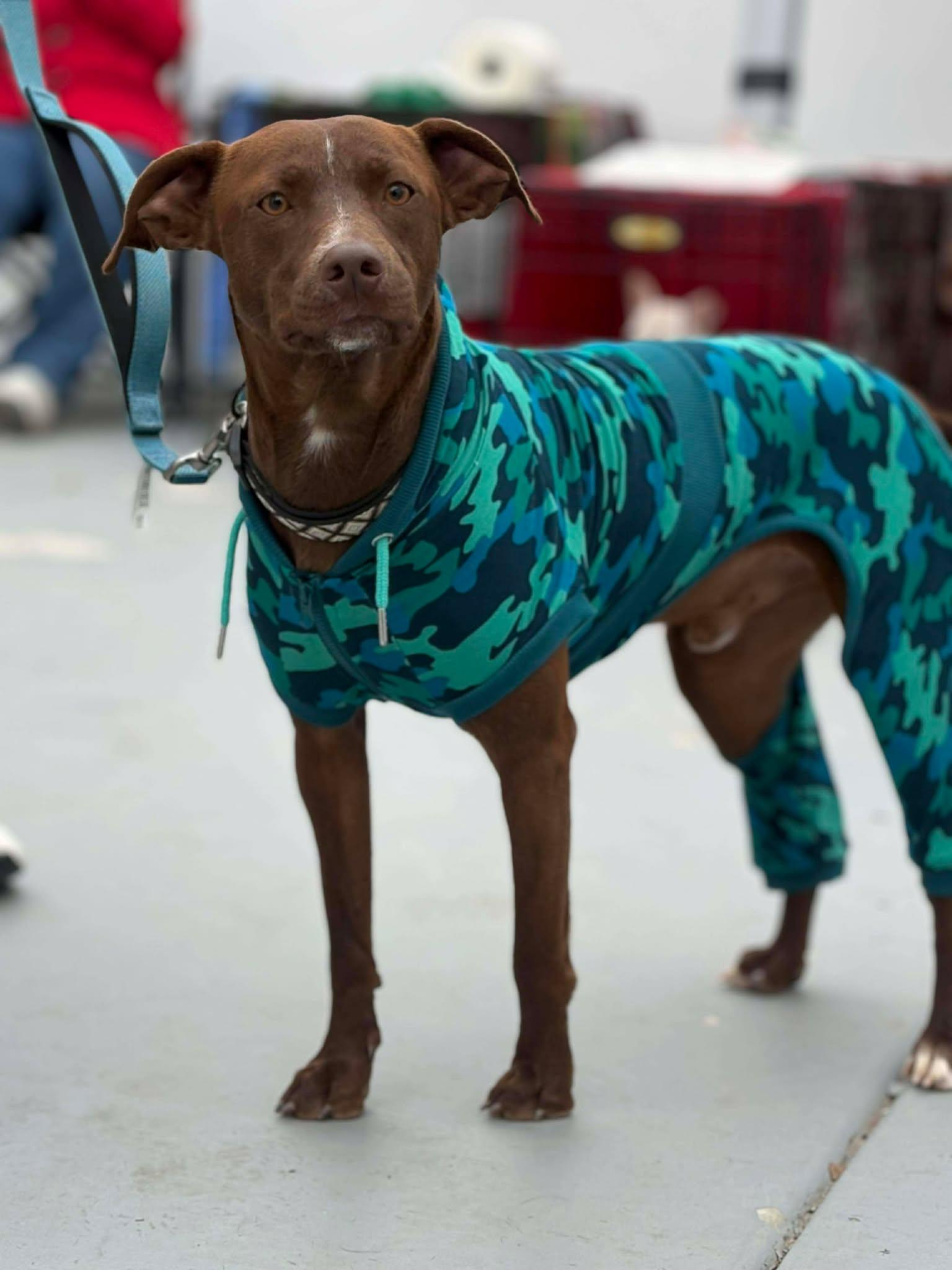 Little Boy, Adoptable, Young Male Chocolate Labrador Retriever & Pit Bull Terrier.