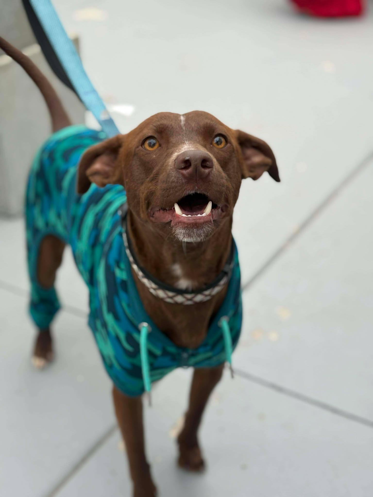 Little Boy, a Adoptable mixed breed in Visalia, CA image 2/3