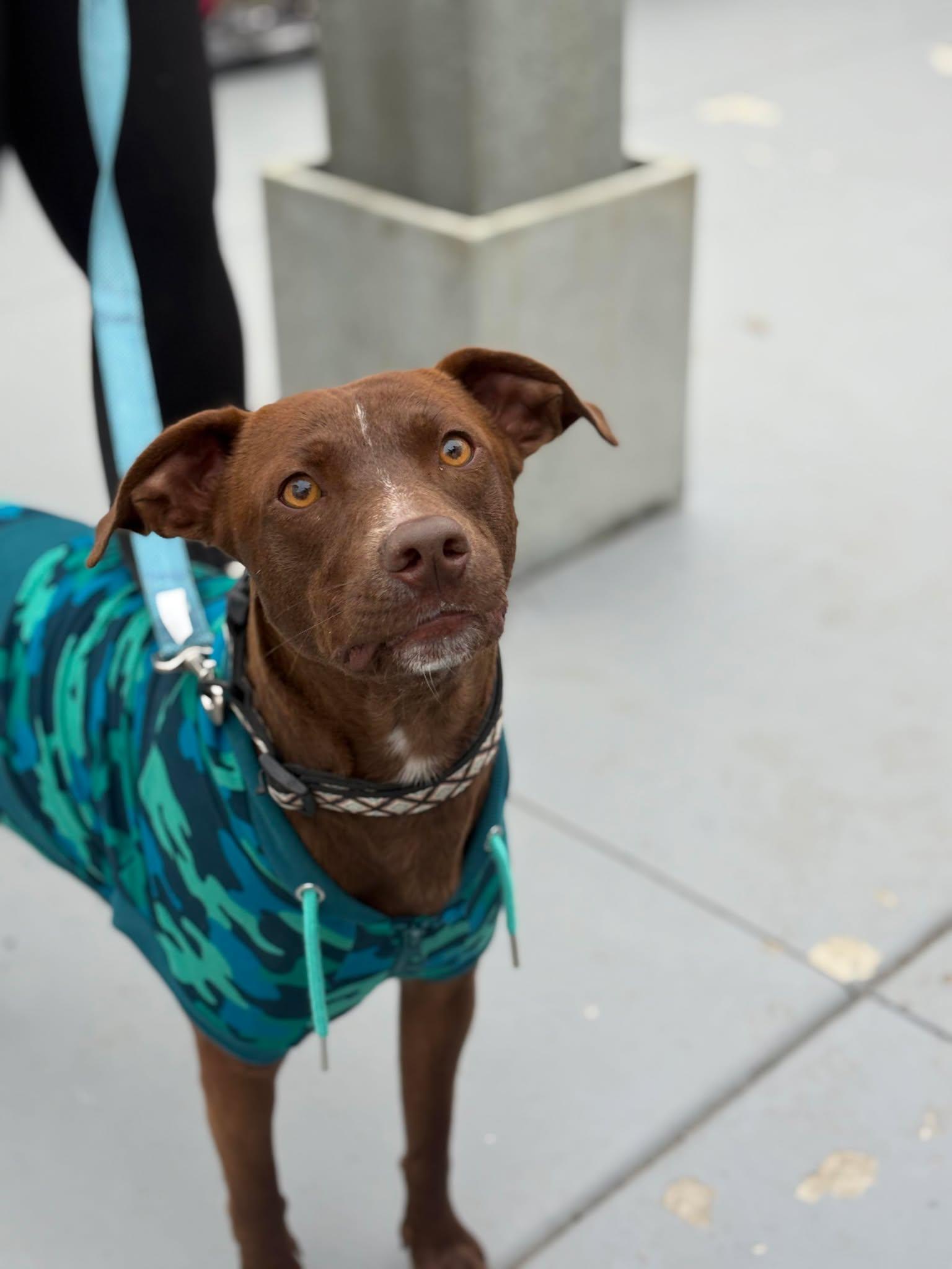 Little Boy, a Adoptable mixed breed in Visalia, CA image 3/3