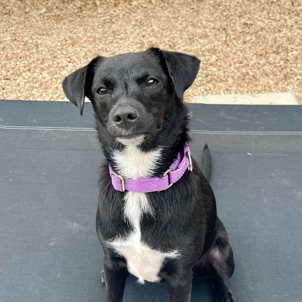 Indie, Adoptable, Puppy Female Parson Russell Terrier & Miniature Schnauzer.