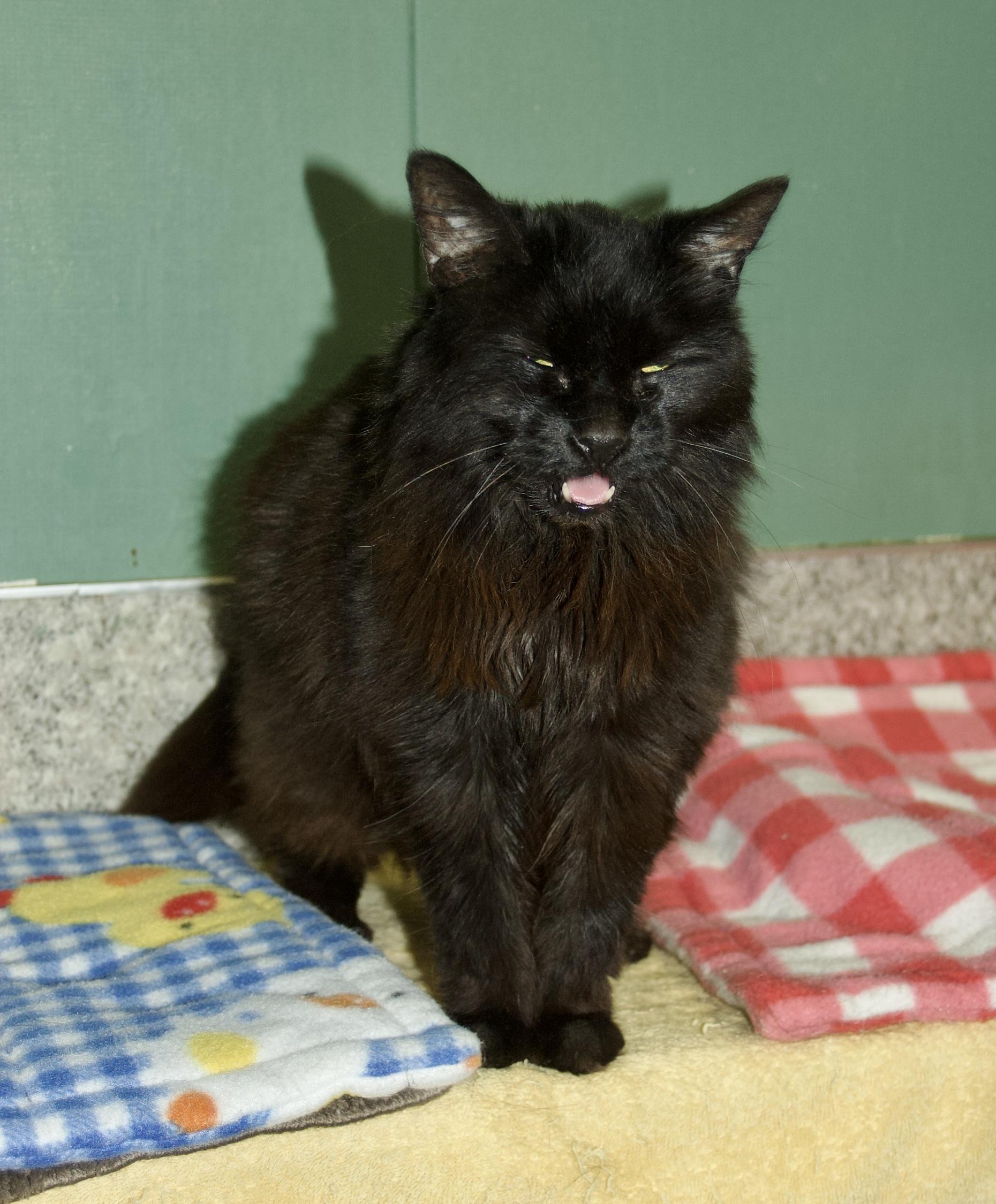 Dee Dee, an adoptable Domestic Long Hair in Grass Valley, CA, 95949 | Photo Image 1