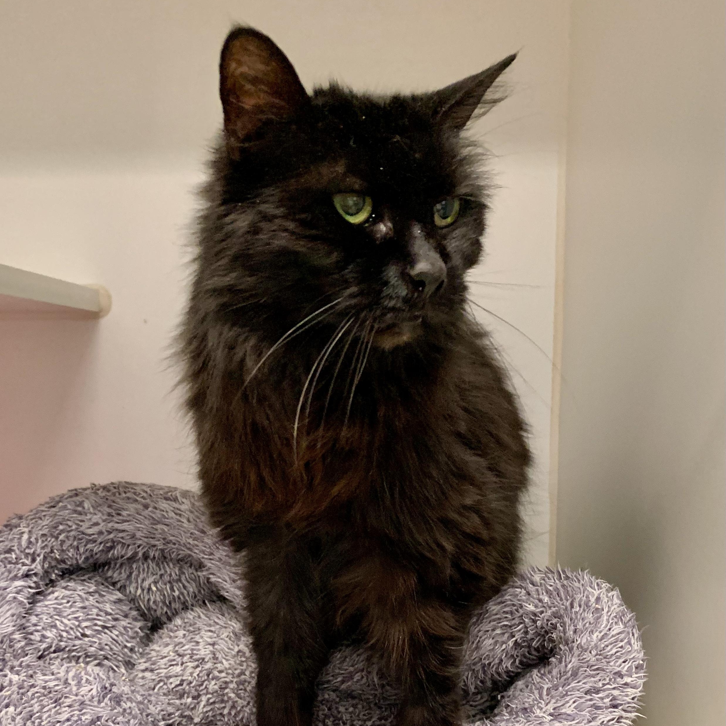 Dee Dee, an adoptable Domestic Long Hair in Grass Valley, CA, 95949 | Photo Image 2