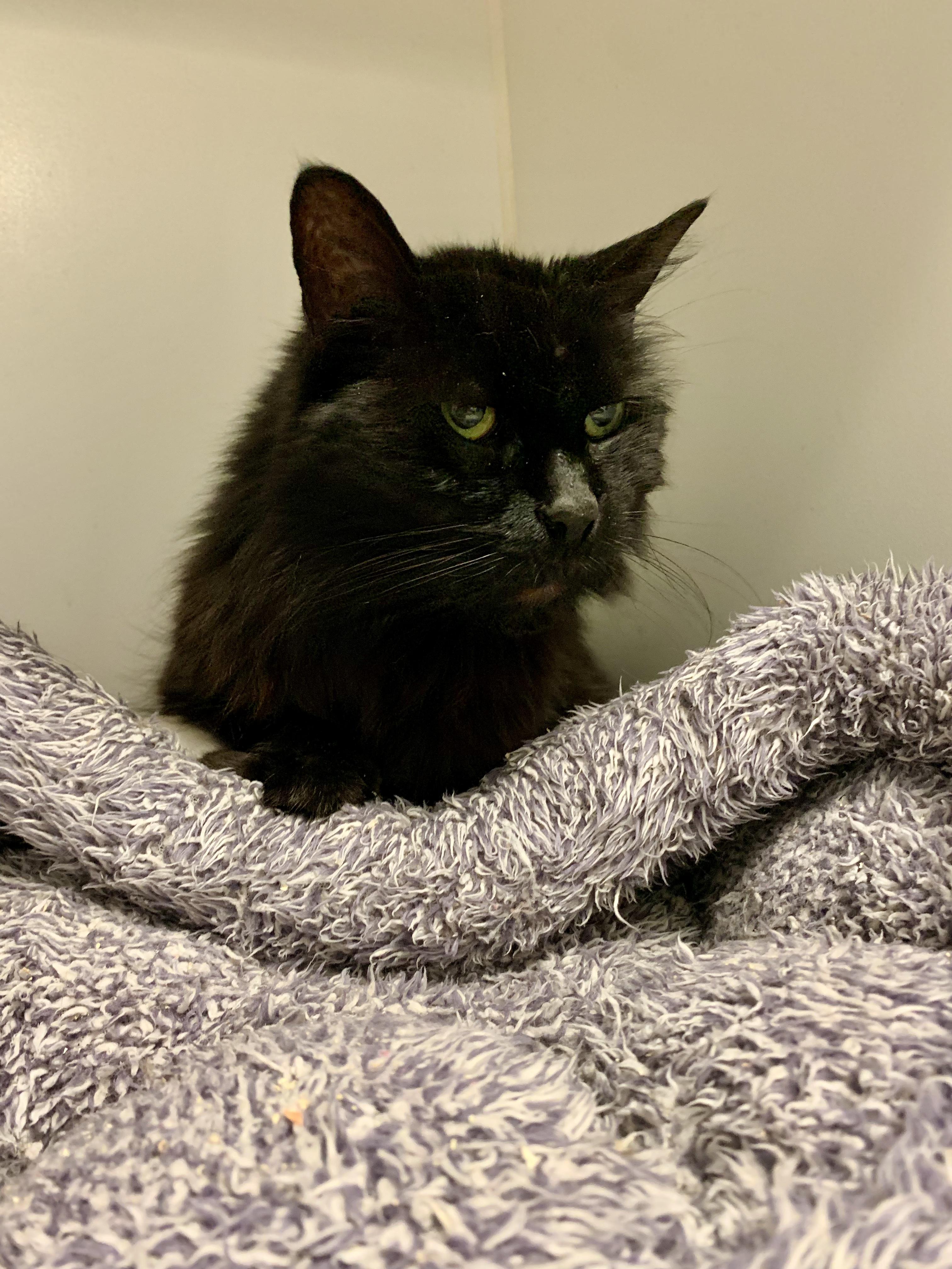 Dee Dee, an adoptable Domestic Long Hair in Grass Valley, CA, 95949 | Photo Image 5