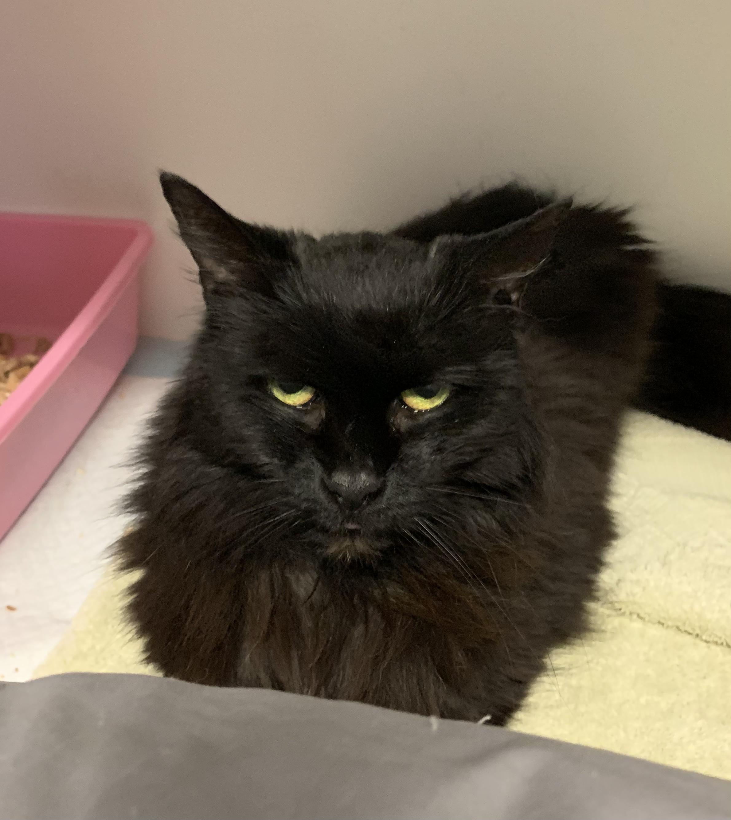 Dee Dee, an adoptable Domestic Long Hair in Grass Valley, CA, 95949 | Photo Image 3