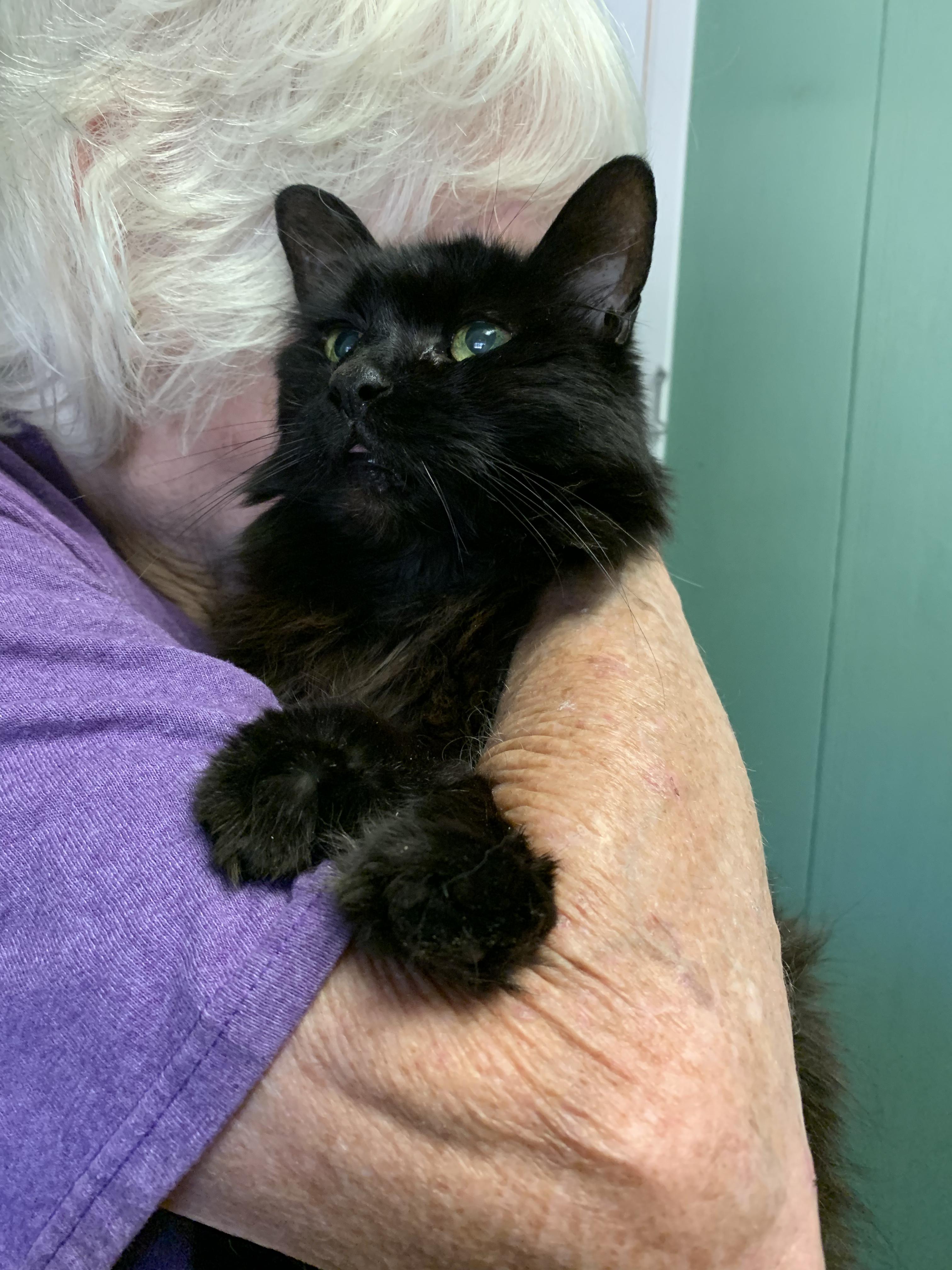 Dee Dee, an adoptable Domestic Long Hair in Grass Valley, CA, 95949 | Photo Image 4