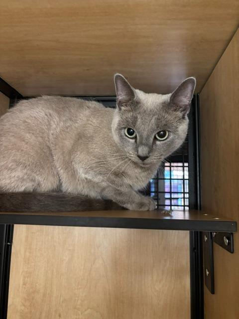 Sophie, Adoptable, Young Female Domestic Short Hair.