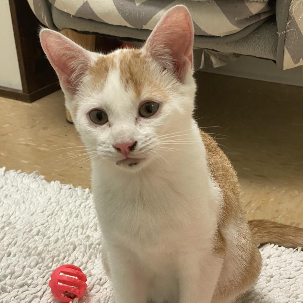 Pistachio, Adoptable, Kitten Male Domestic Short Hair.