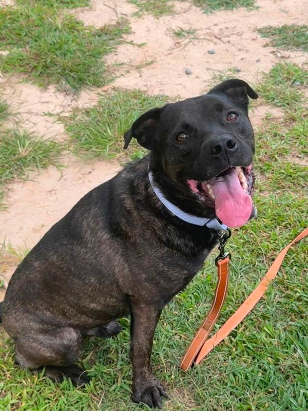 Romeo, Adoptable, Adult Male Cane Corso & Labrador Retriever.