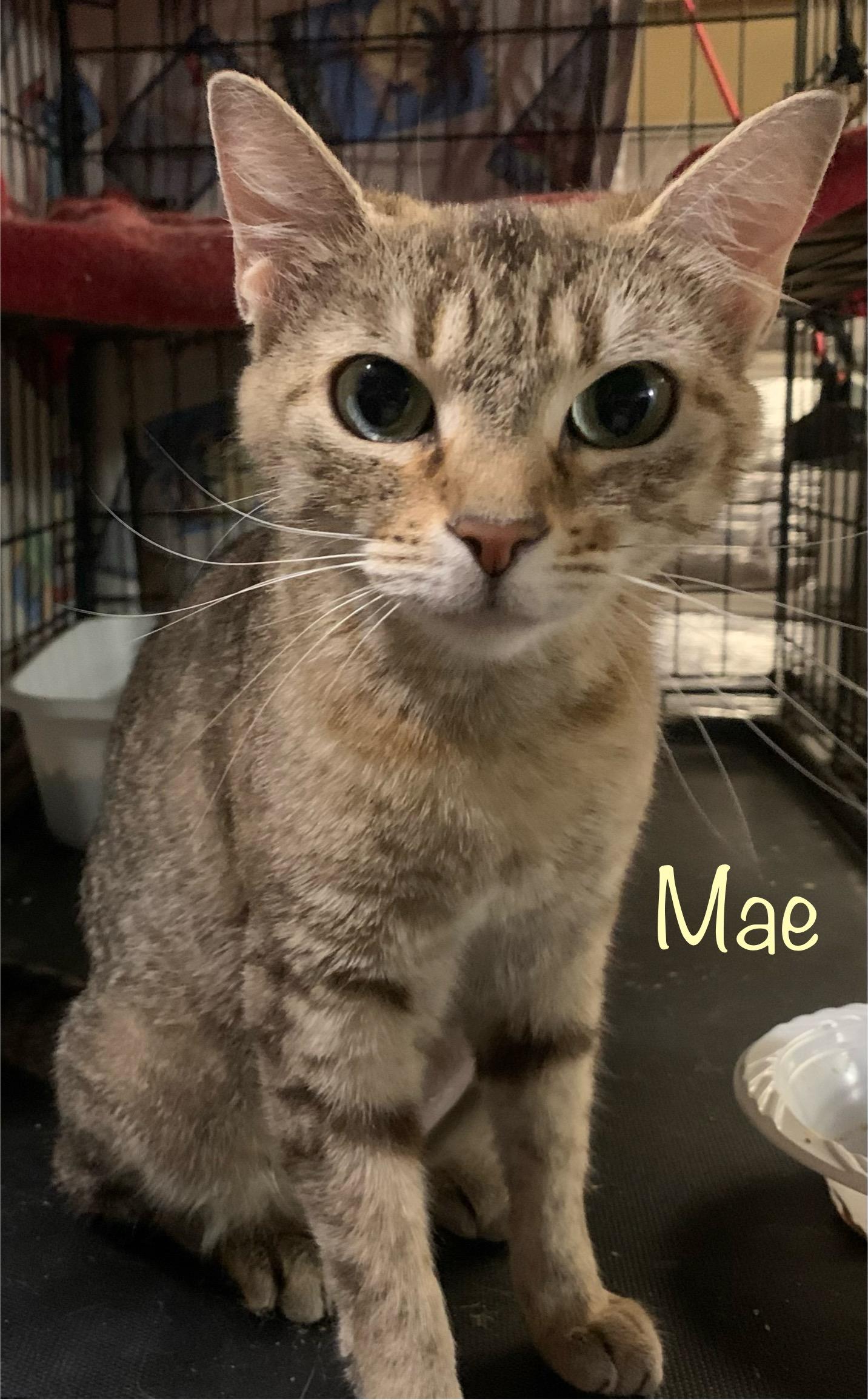 Mae