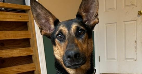Enlarge Berkley, a Adoptable mixed breed in Youngsville, NC image 1/2