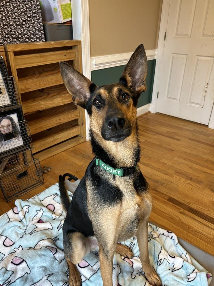 Enlarge Berkley, a Adoptable mixed breed in Youngsville, NC image 2/2