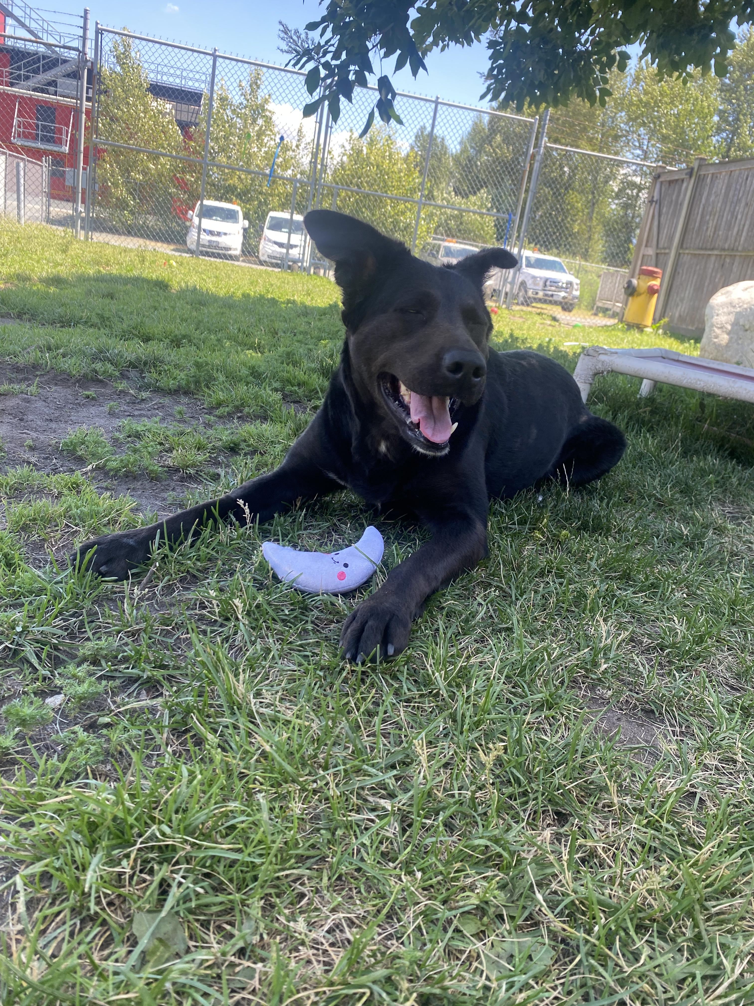 Stacey - ADOPTABLE, a ADOPTABLE mixed breed in Chilliwack, BC image 3/3