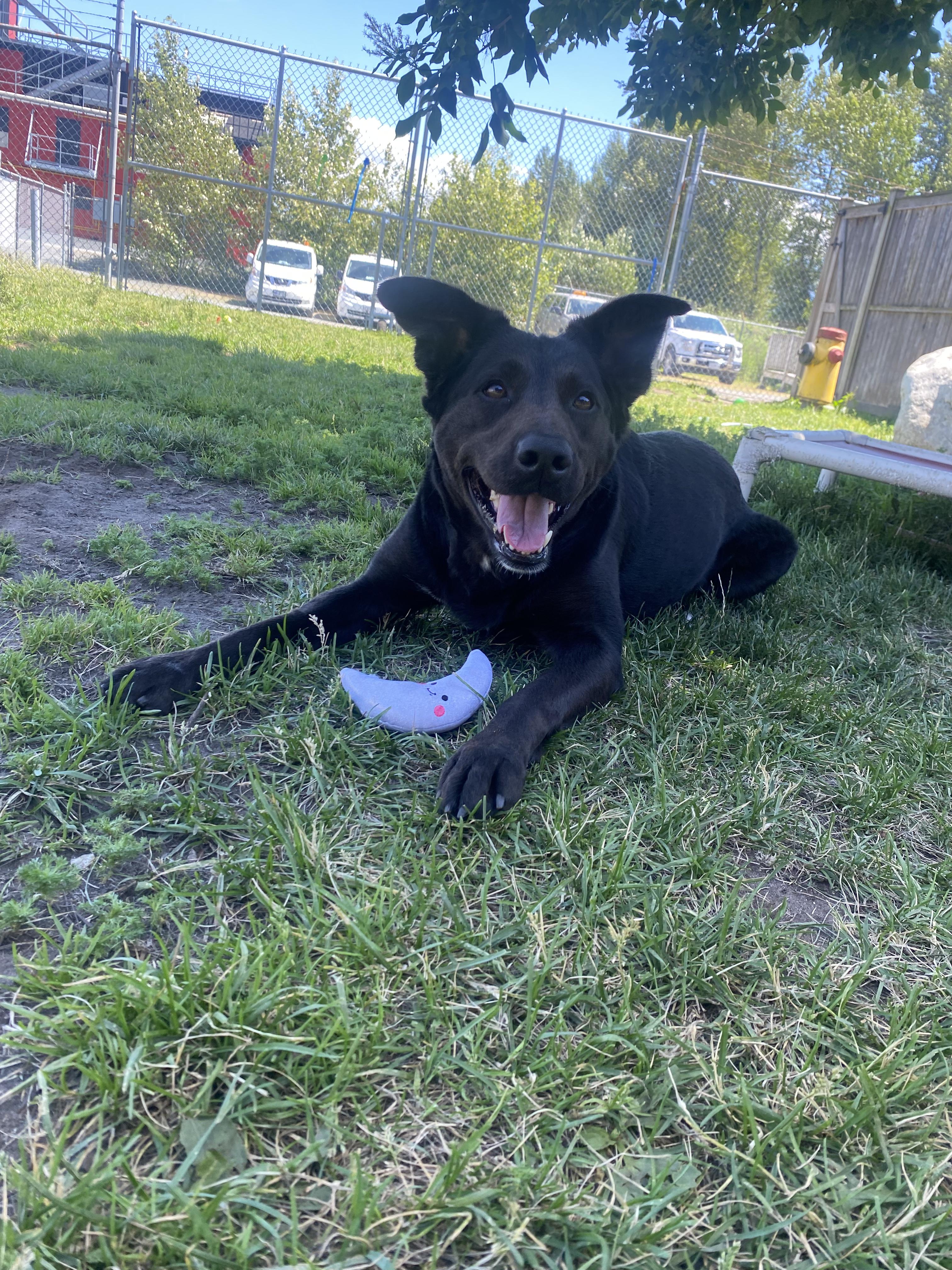 Stacey - ADOPTABLE, a ADOPTABLE mixed breed in Chilliwack, BC image 2/3
