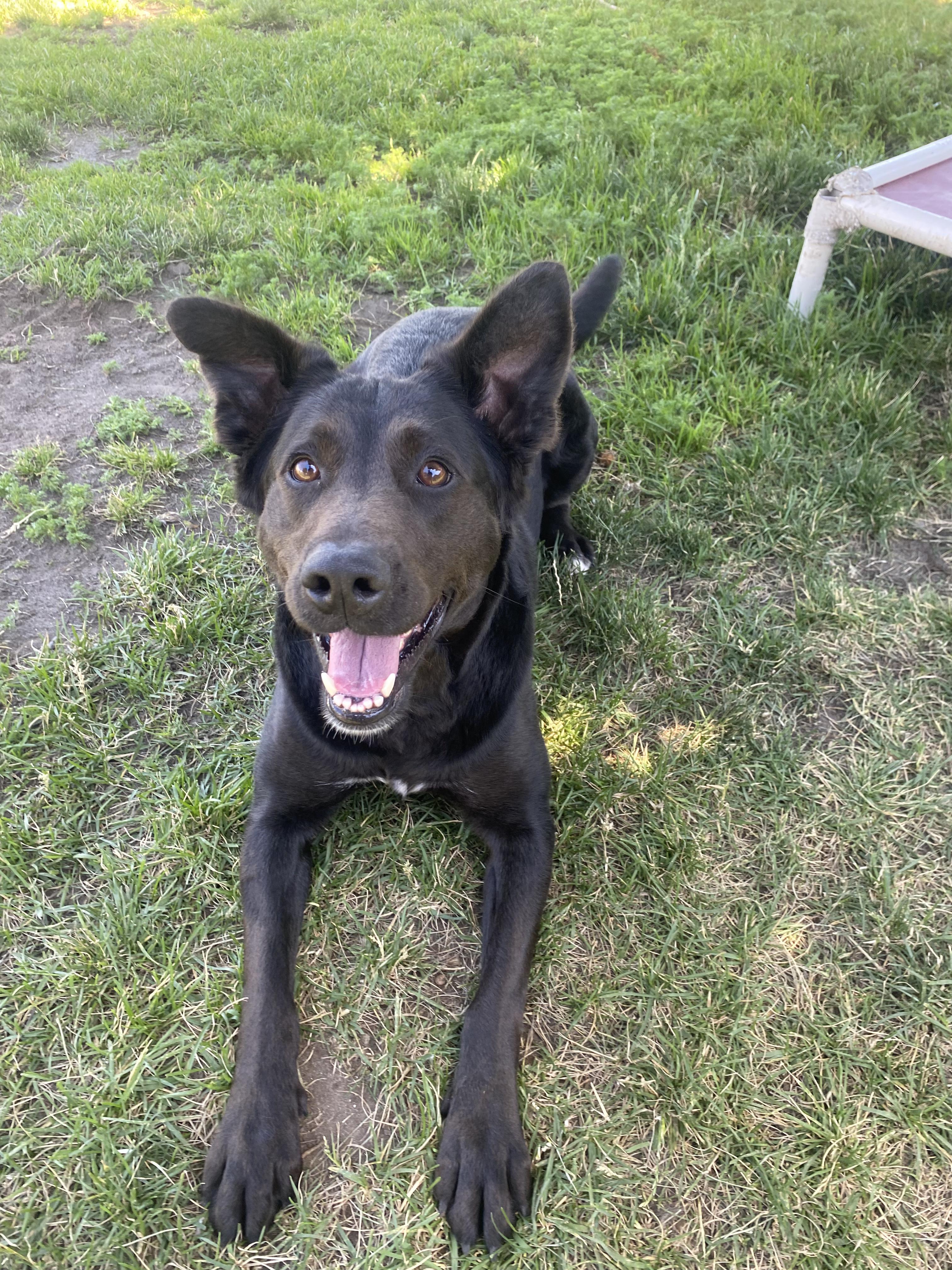 Stacey - ADOPTABLE, ADOPTABLE, Adult Female Black Labrador Retriever & German Shepherd Dog.