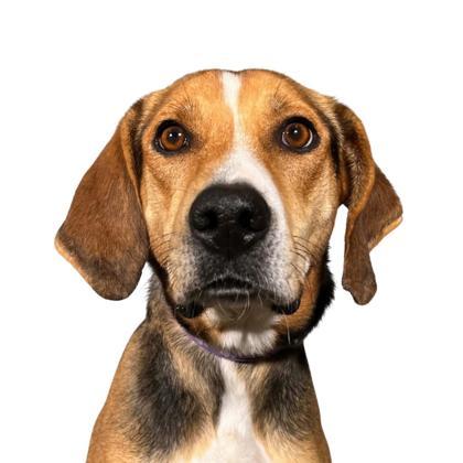 Enlarge Donner, a Adoptable mixed breed in Reno, NV image 1/1