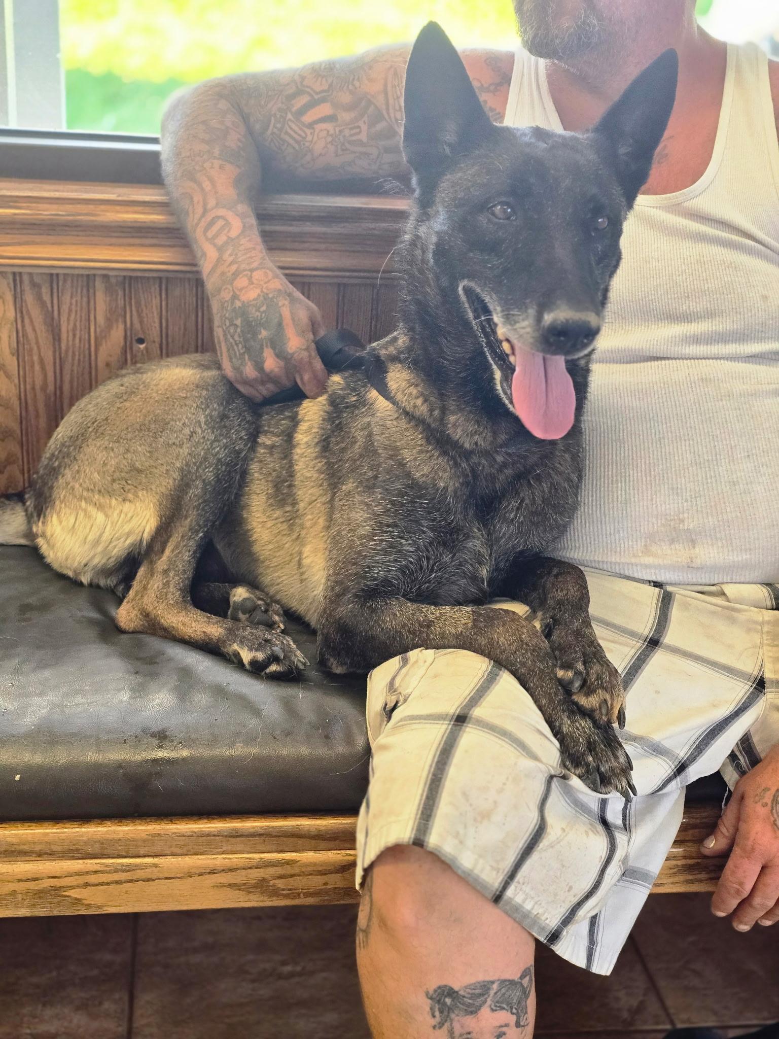 Enlarge Maren, a ADOPTABLE Belgian Shepherd / Malinois in Duxbury, MA image 2/2