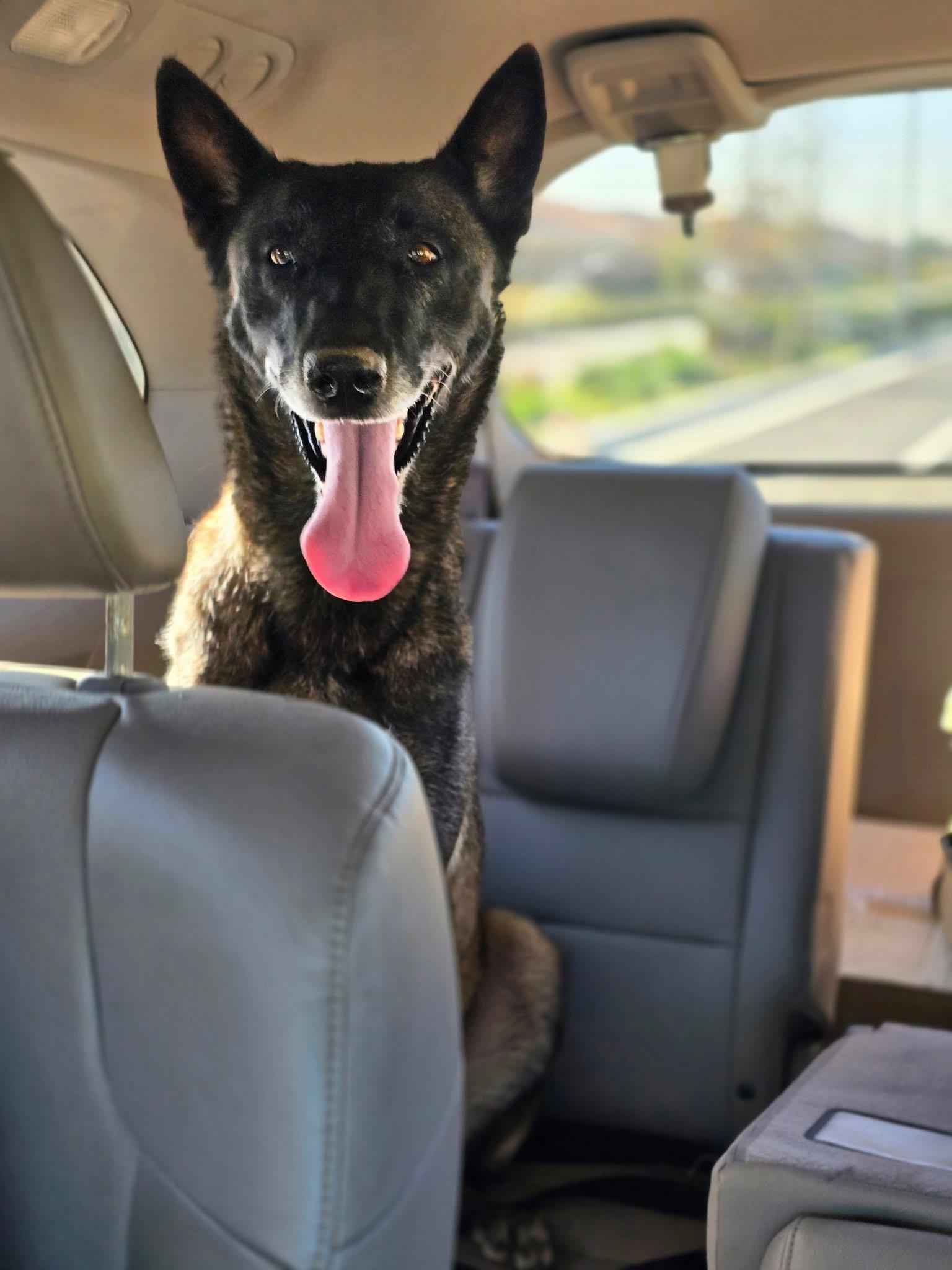 Enlarge Maren, a ADOPTABLE Belgian Shepherd / Malinois in Duxbury, MA image 1/2