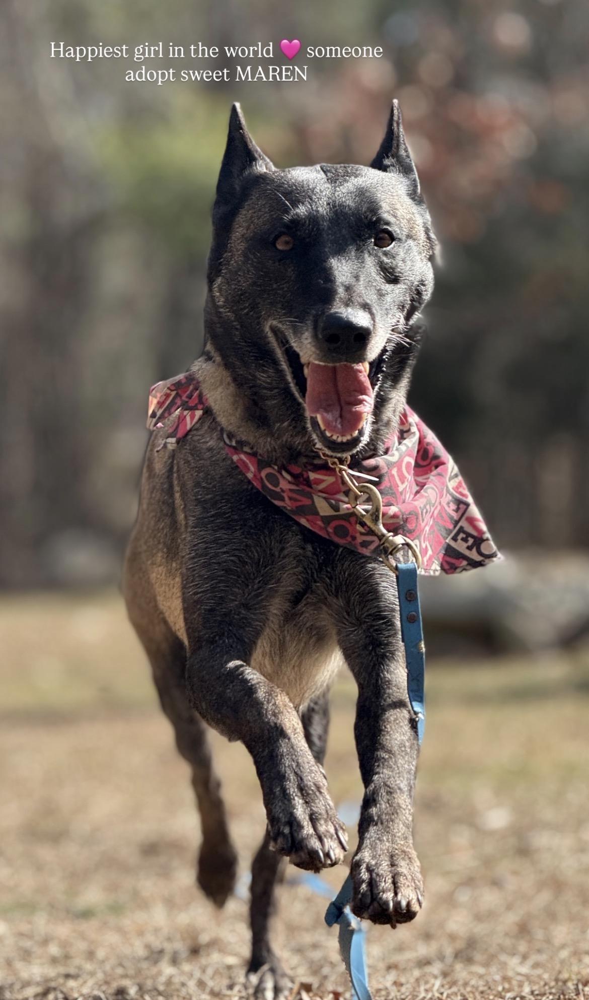 Maren, a ADOPTABLE Belgian Shepherd / Malinois in Duxbury, MA image 1/2