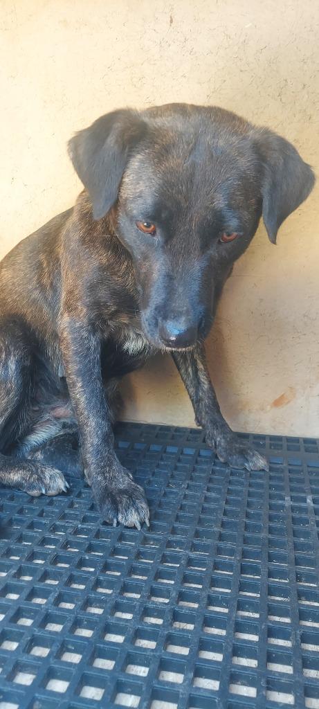 Enlarge Delores, a Adoptable mixed breed in Cartersville , GA image 1/1