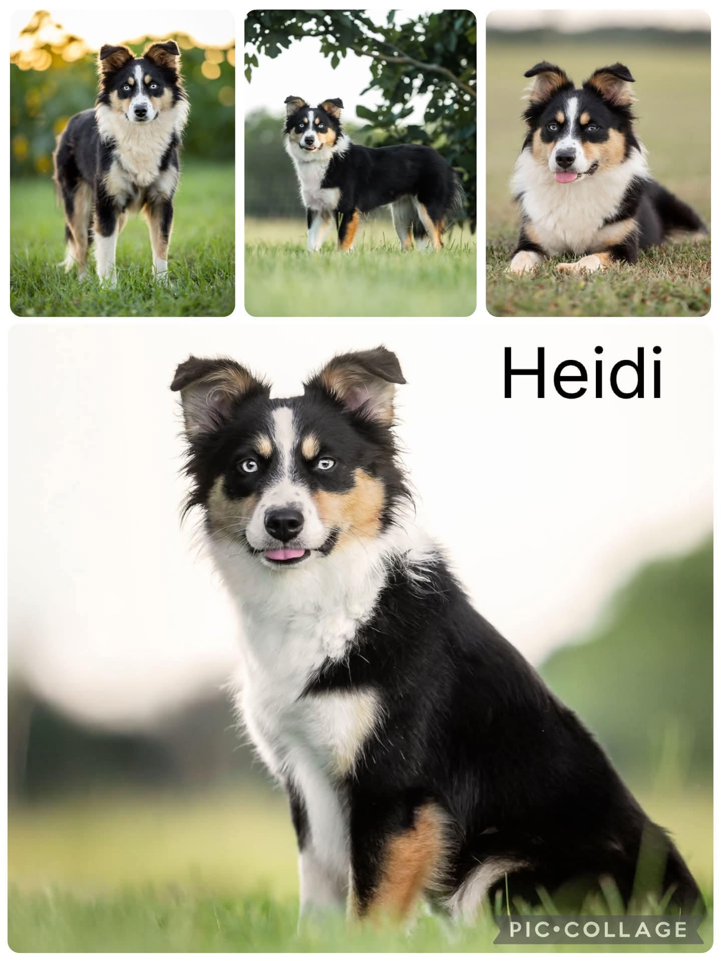 Enlarge Heidi, a ADOPTABLE mixed breed in Enterprise, AL image 1/1