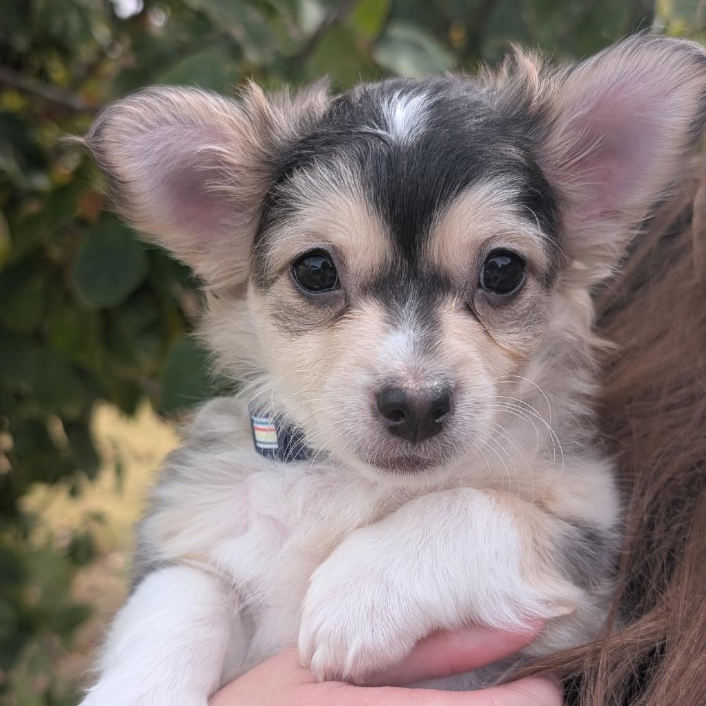 Enlarge Maximus C-34363, a Adoptable mixed breed in Oklahoma City, OK image 3/6