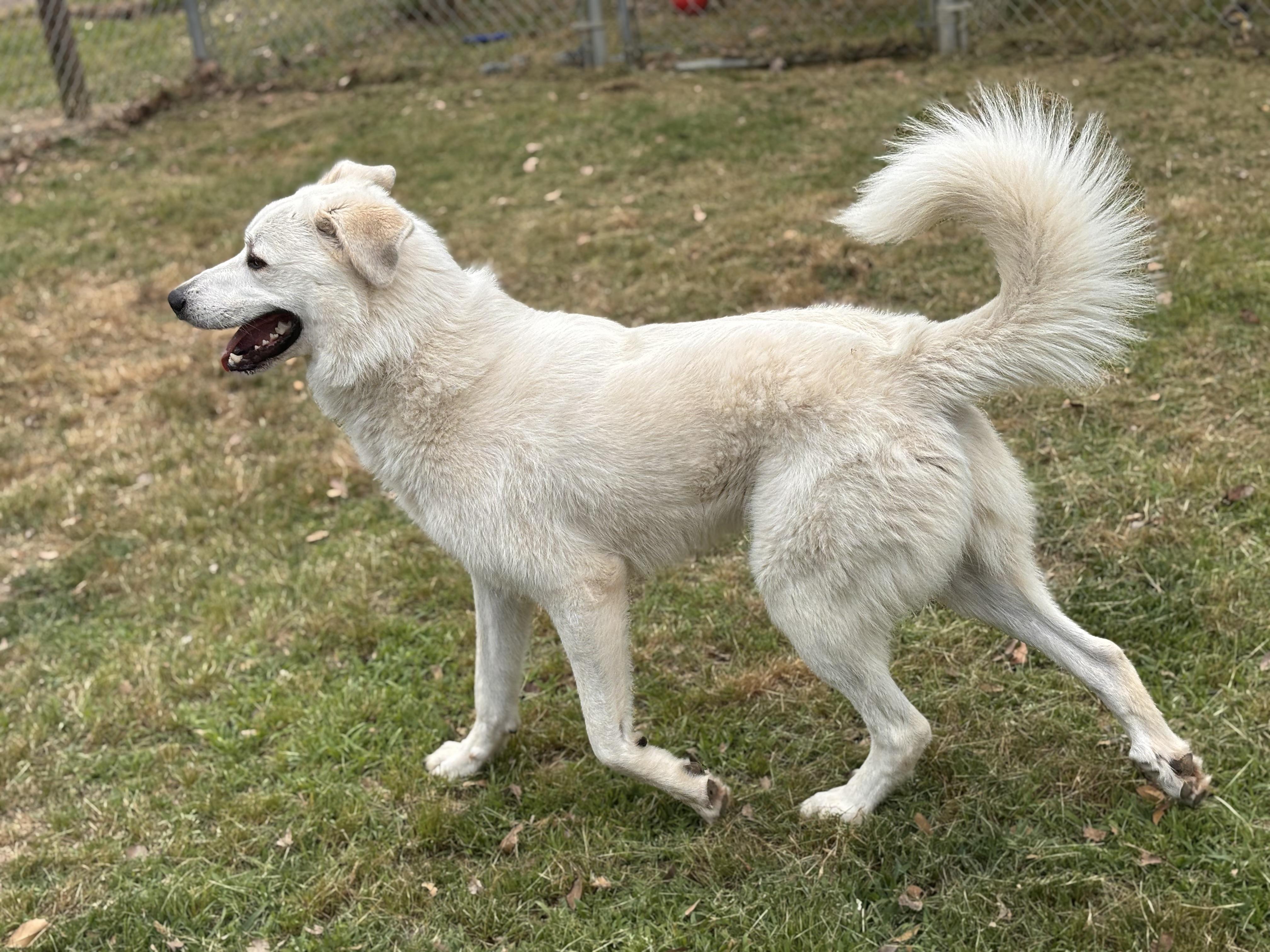 Enlarge Thor, an adoptable mixed breed in Collierville, TN image 2/6
