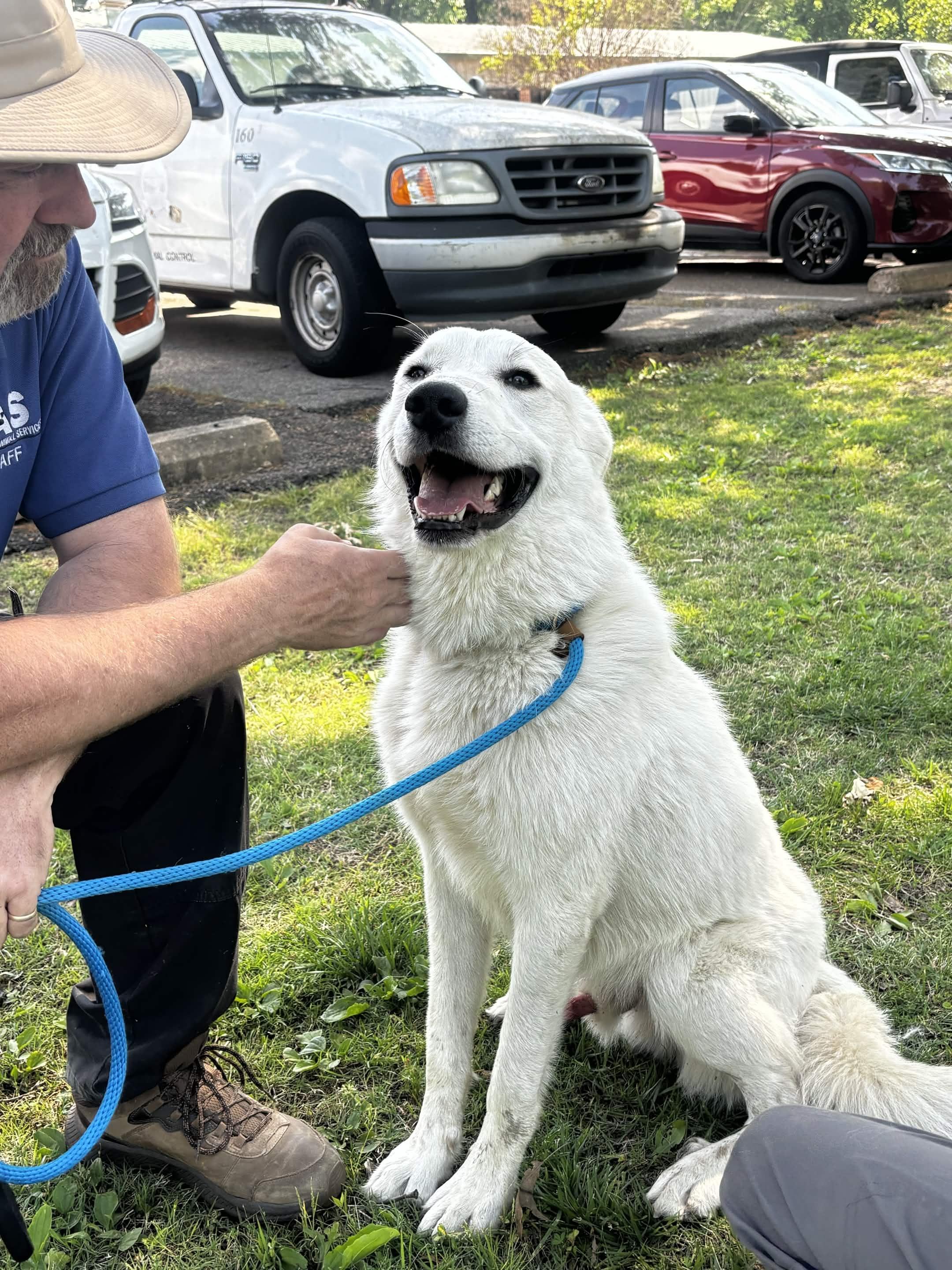 Enlarge Thor, an adoptable mixed breed in Collierville, TN image 3/6