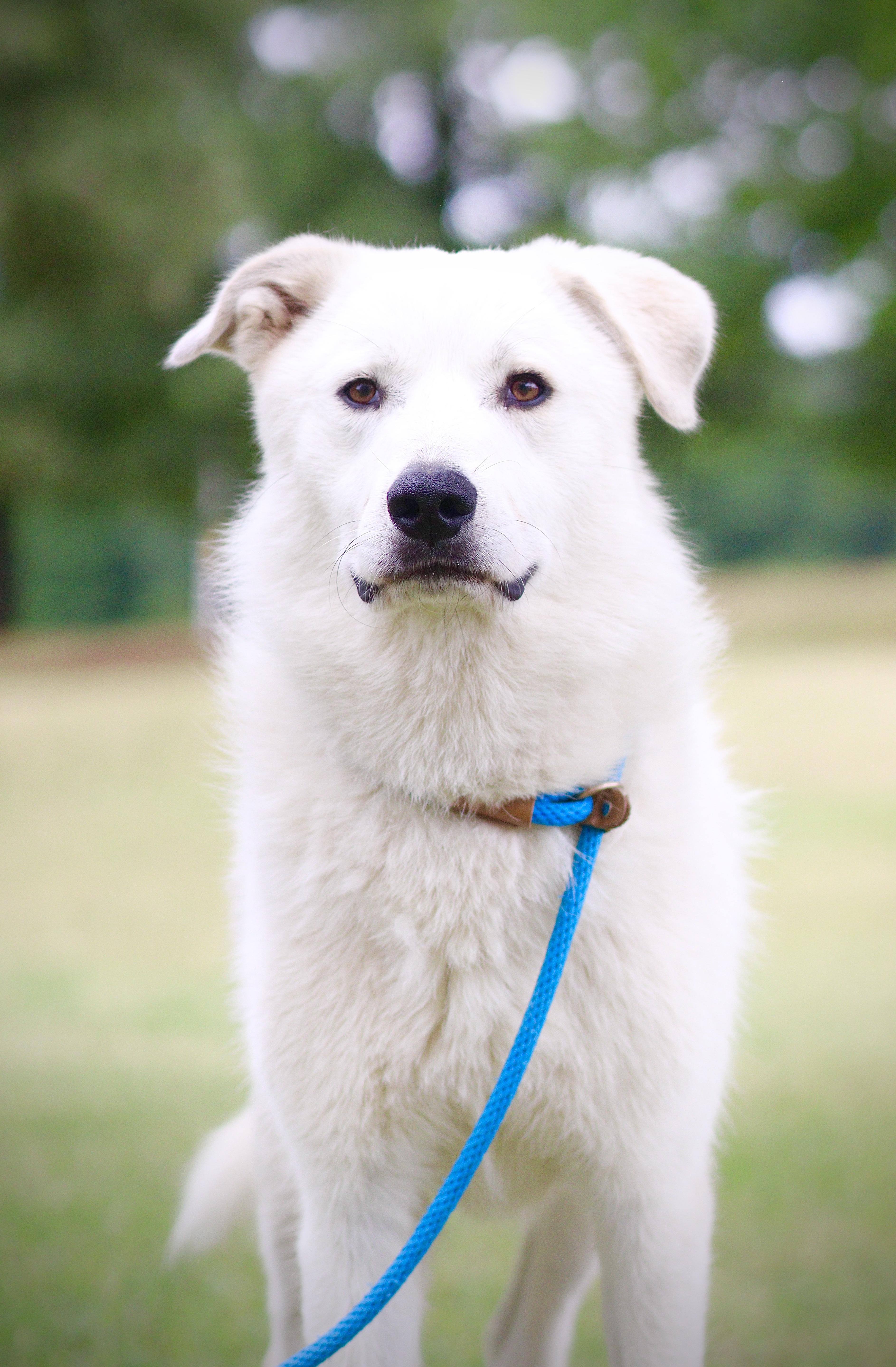 Thor, adoptable, Adult Male Great Pyrenees & Husky.