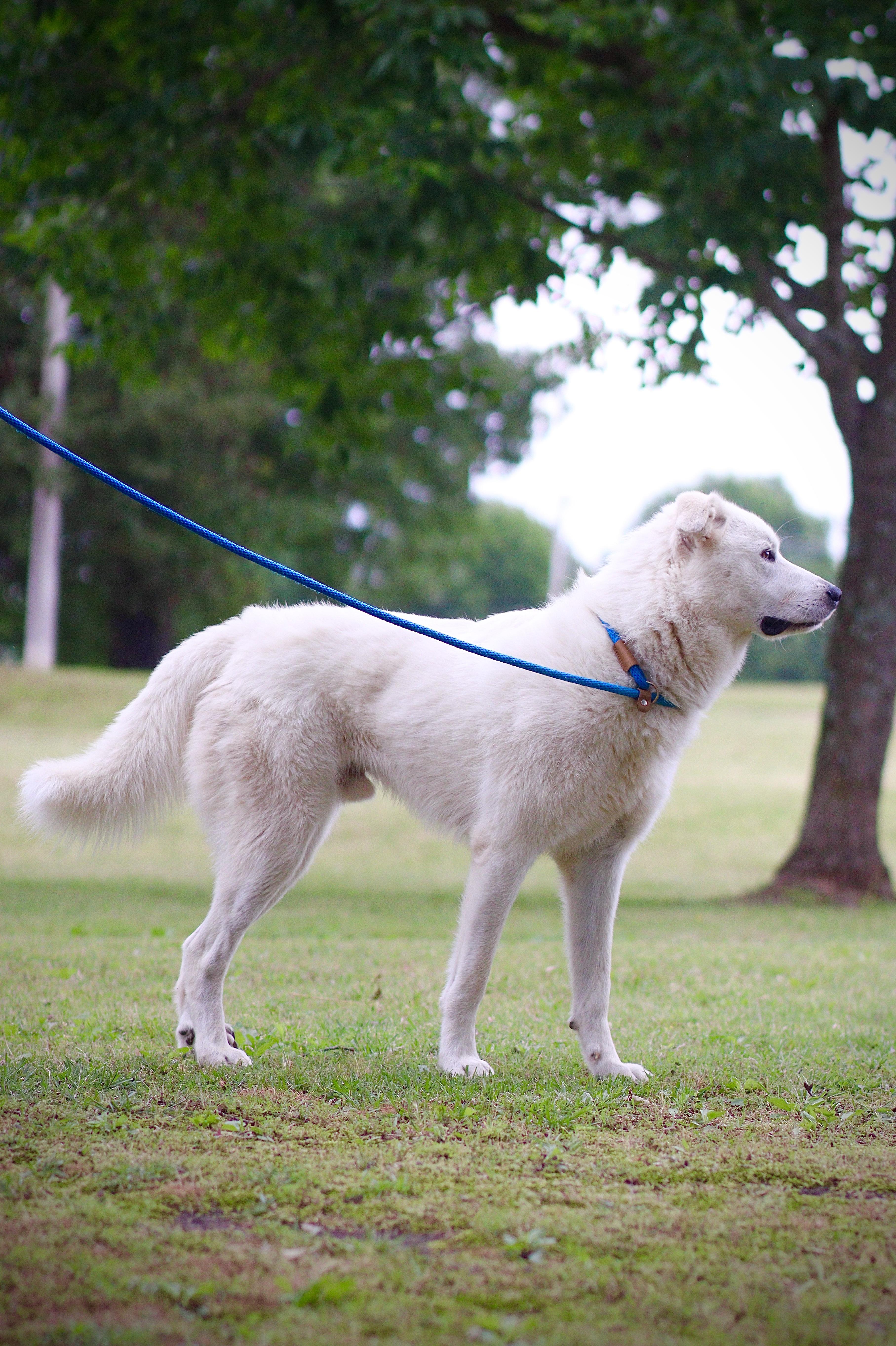 Enlarge Thor, an adoptable mixed breed in Collierville, TN image 6/6