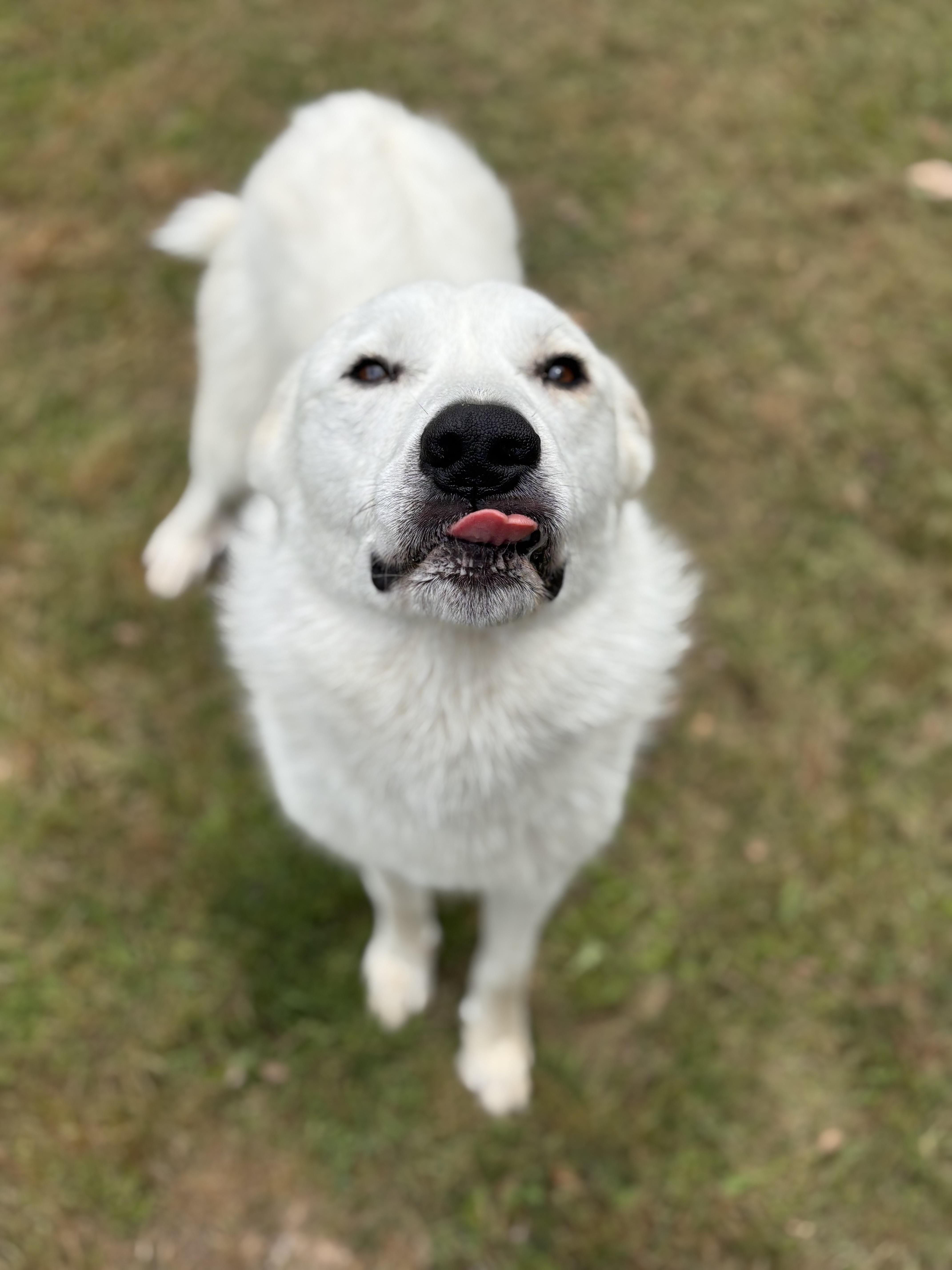 Enlarge Thor, an adoptable mixed breed in Collierville, TN image 5/6