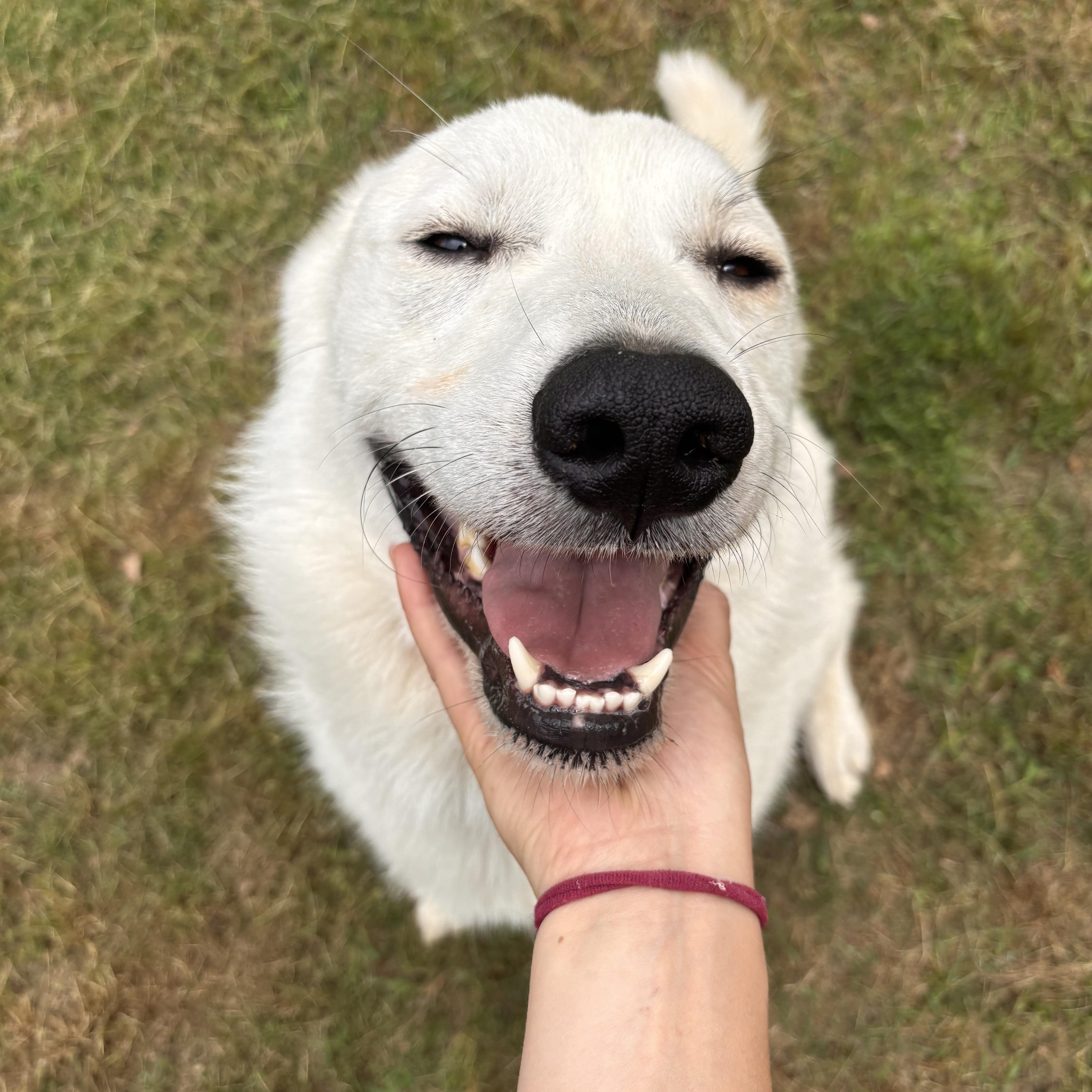 Enlarge Thor, an adoptable mixed breed in Collierville, TN image 4/6