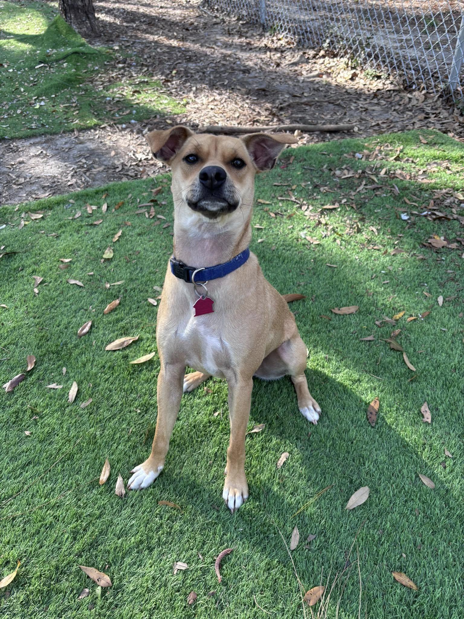 Oakley, Young Male Chihuahua