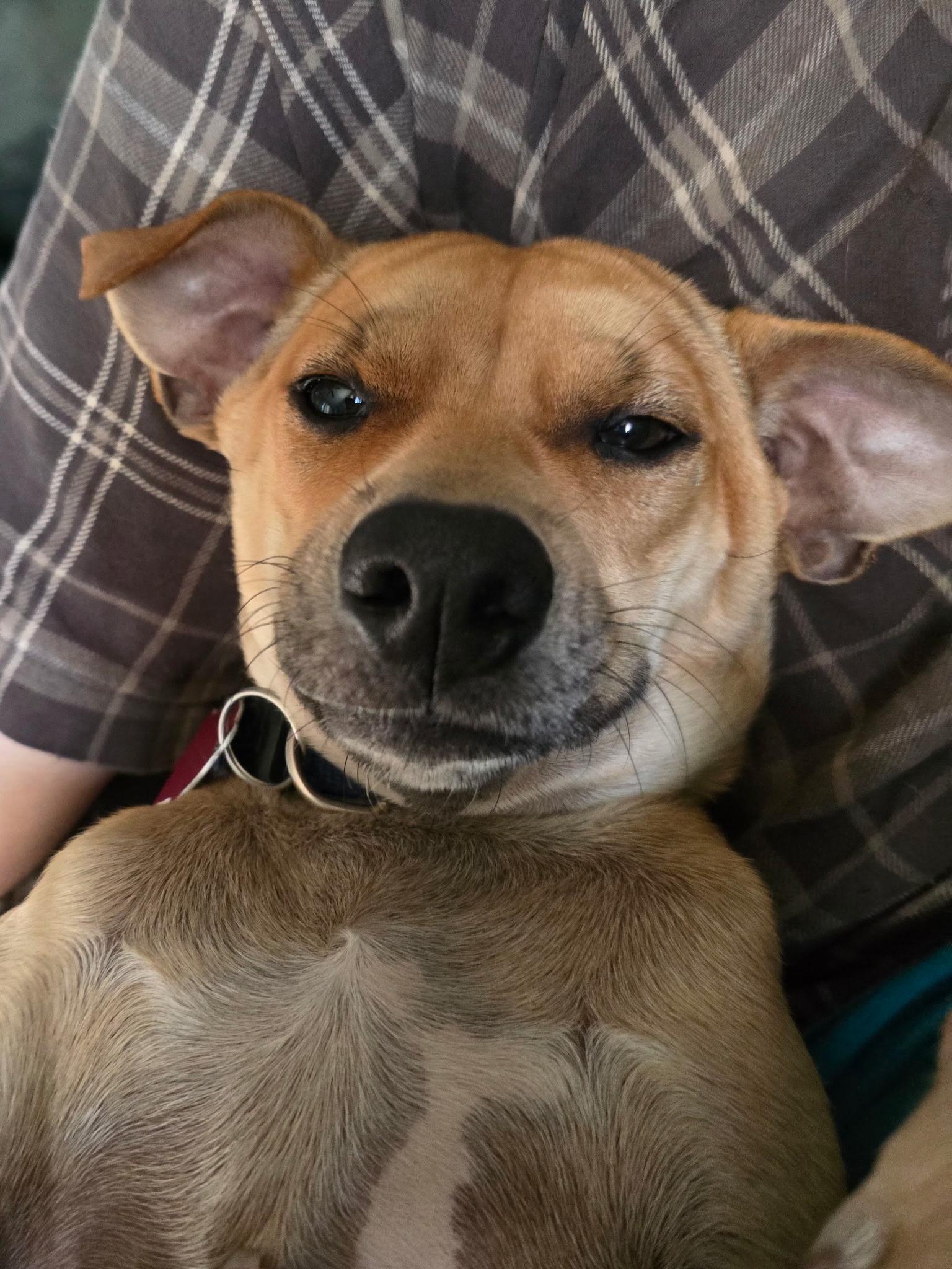 Enlarge Oakley, a Adoptable Chihuahua in PENSACOLA, FL image 3/6