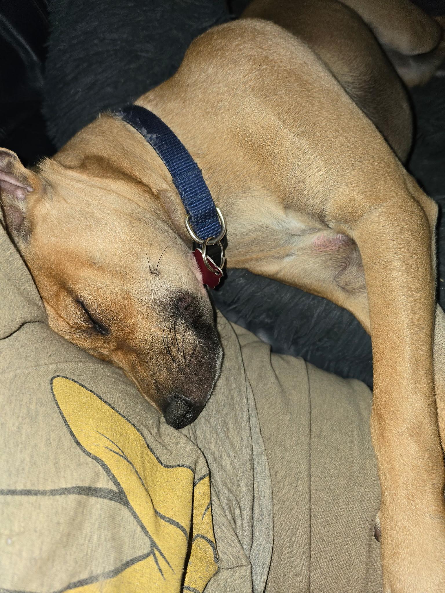 Enlarge Oakley, a Adoptable Chihuahua in PENSACOLA, FL image 4/6