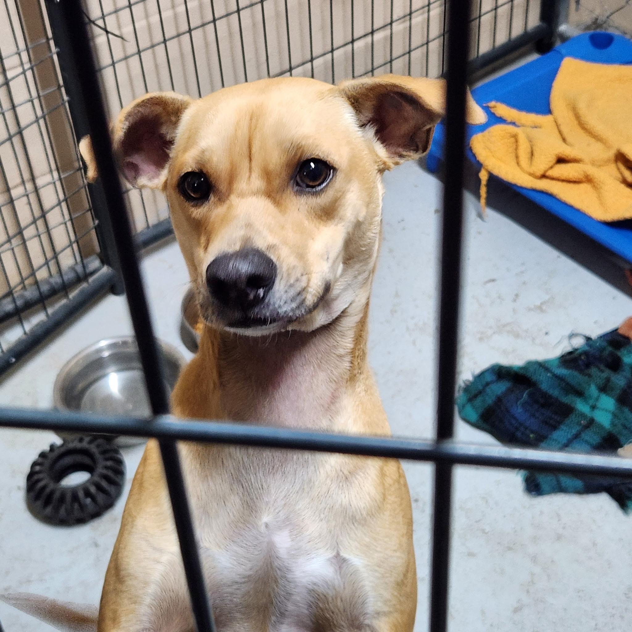 Enlarge Oakley, a Adoptable Chihuahua in PENSACOLA, FL image 2/6