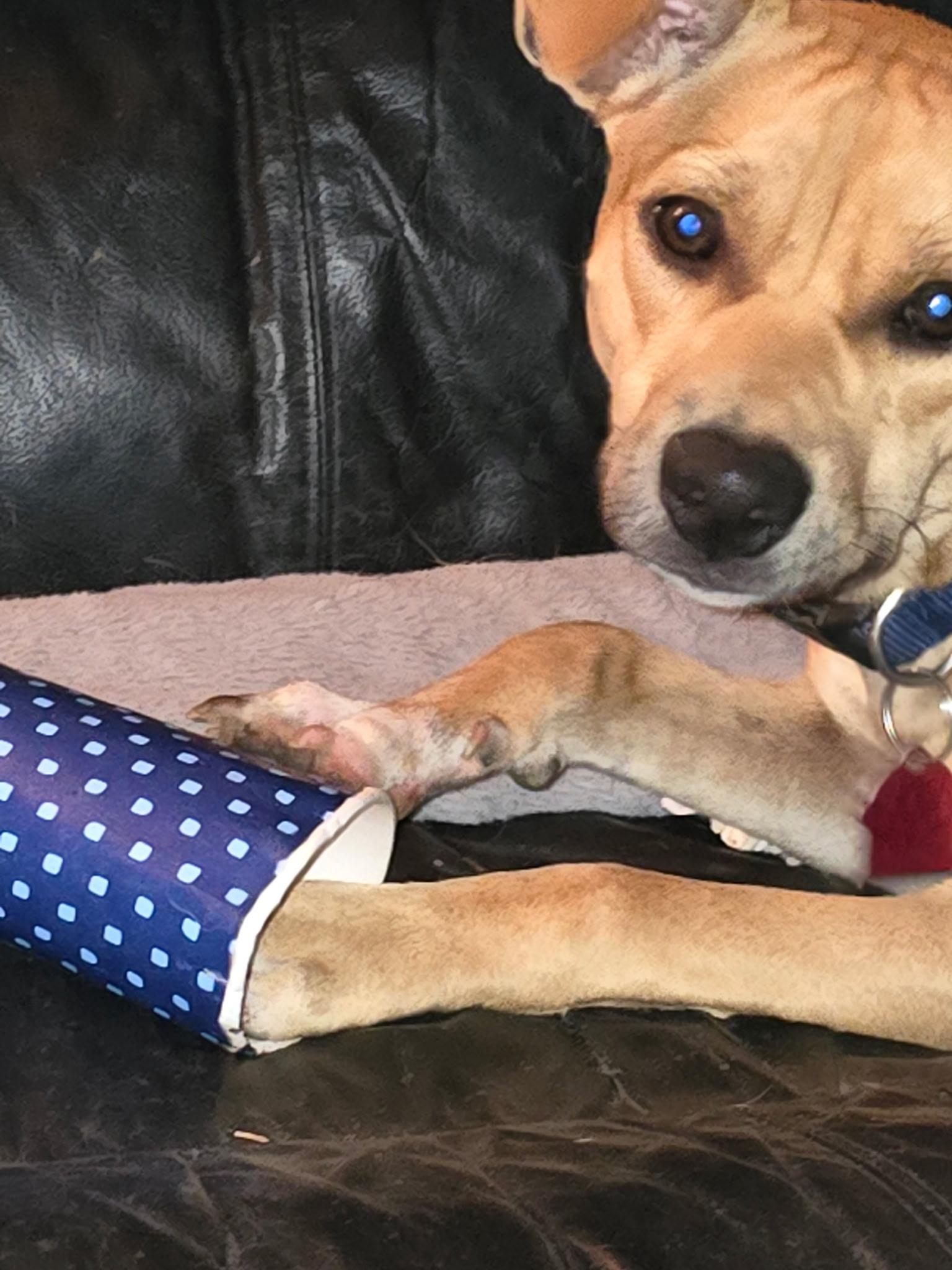 Enlarge Oakley, a Adoptable Chihuahua in PENSACOLA, FL image 5/6